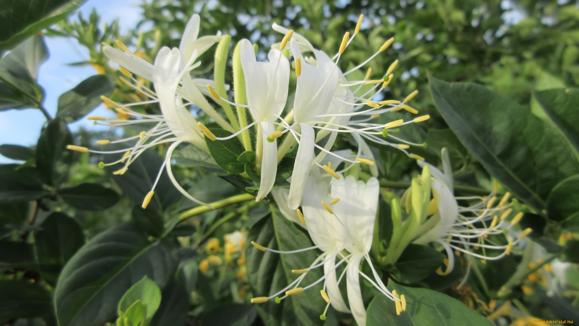 цветы, цветущие, деревья, , , кустарники, лето, 2018