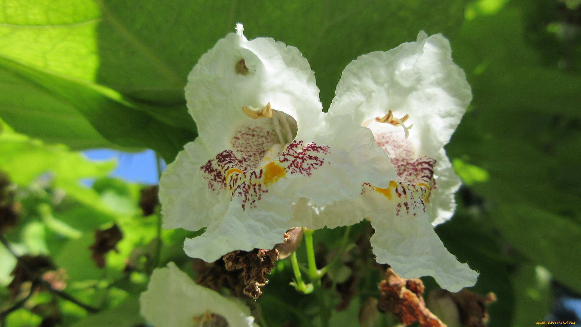 цветы, цветущие, деревья, , , кустарники, лето, 2018