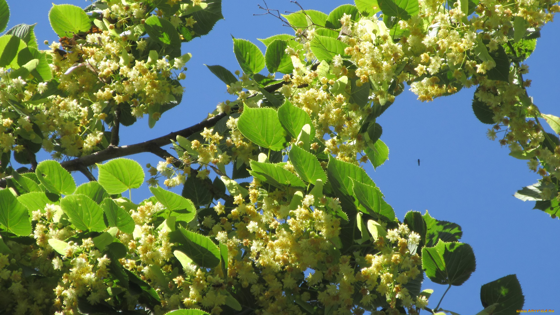 цветы, цветущие, деревья, , , кустарники, лето, 2018, липа