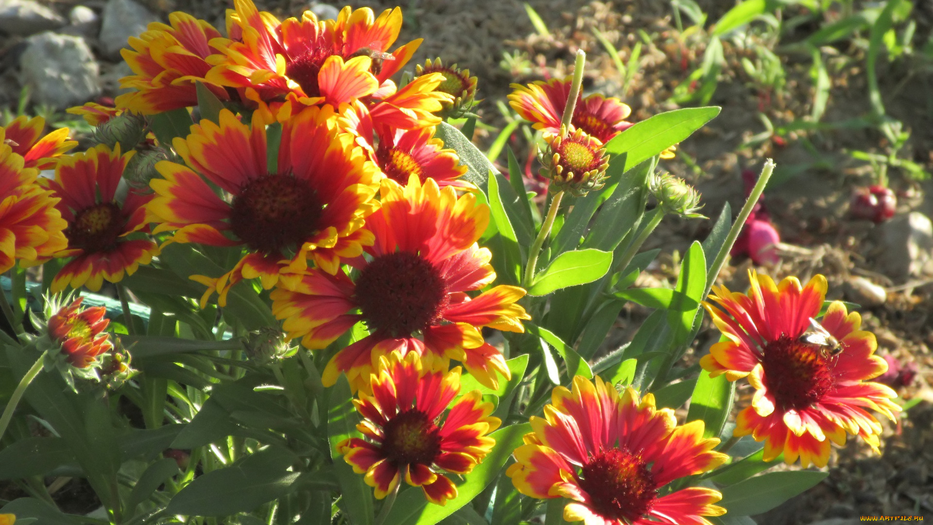 цветы, лето, 2018