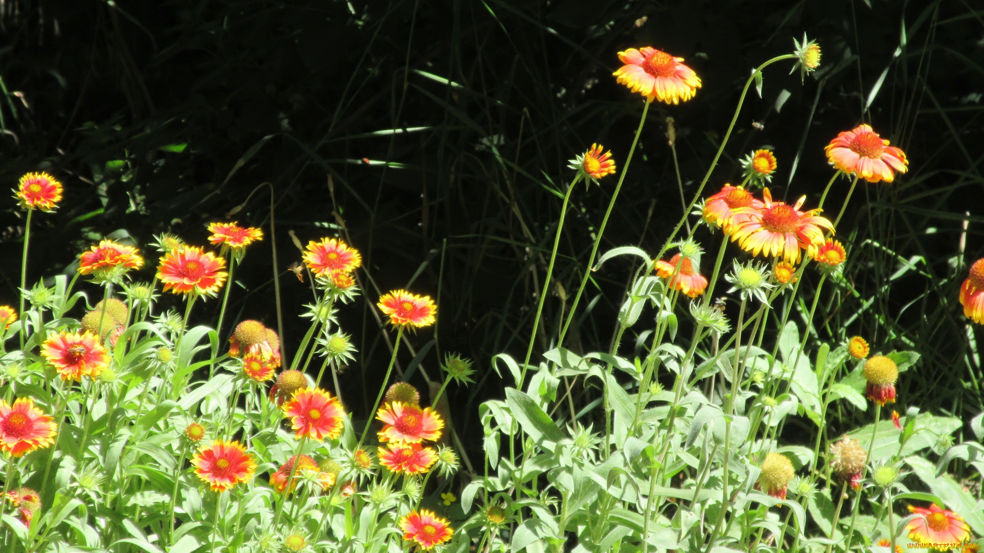 цветы, лето, 2018