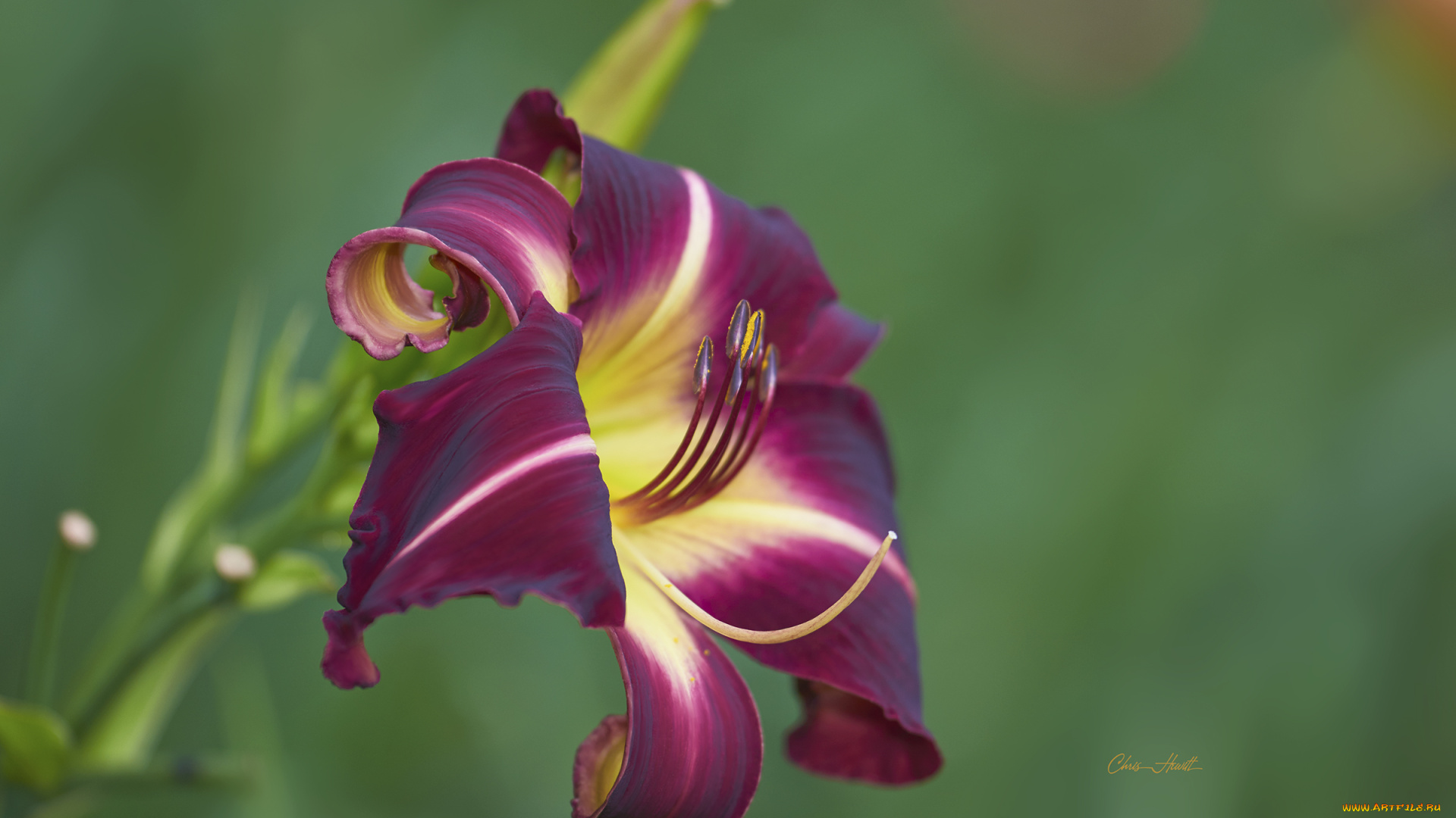 цветы, лилии, , лилейники, лилейник