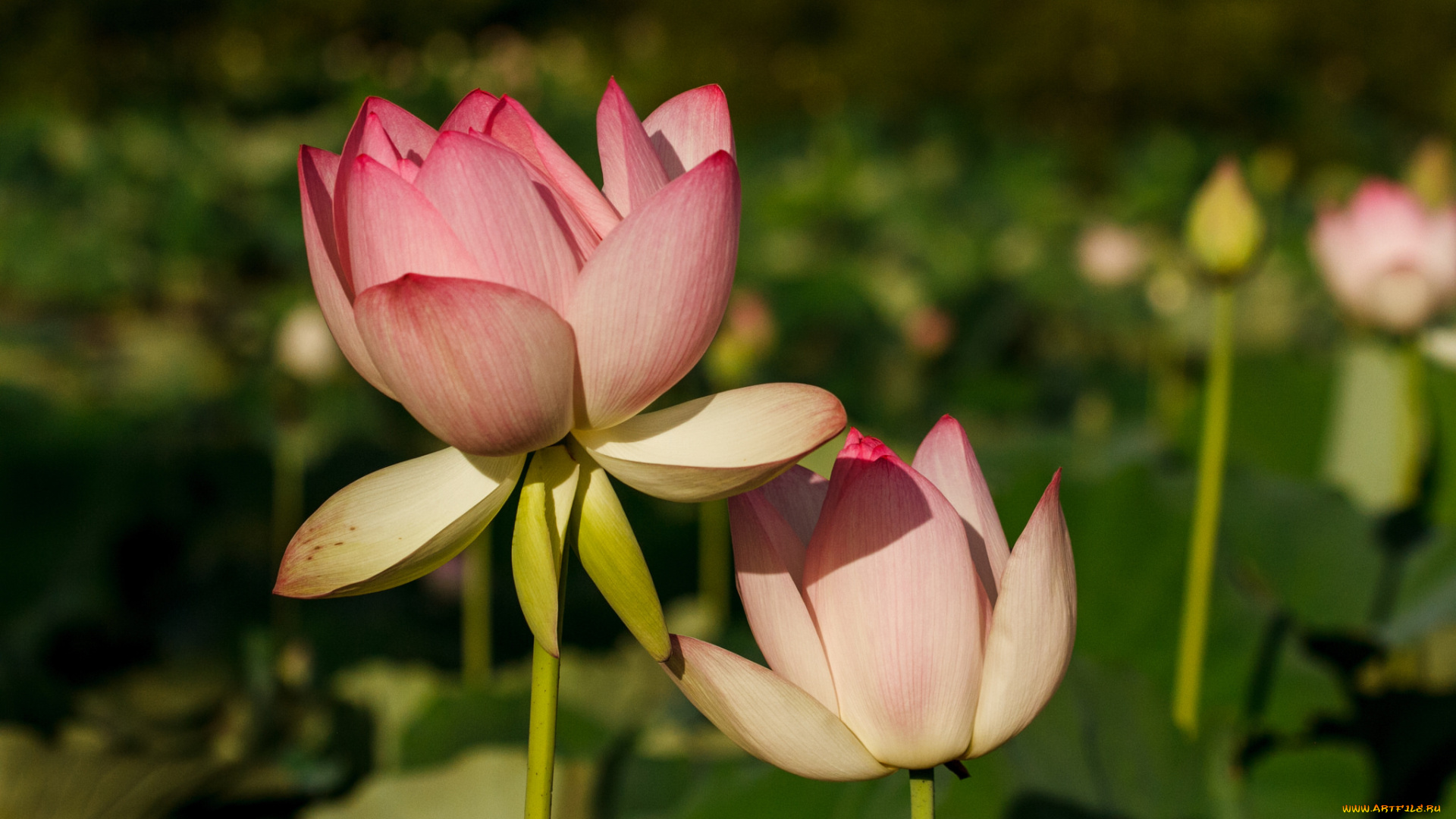 цветы, лотосы
