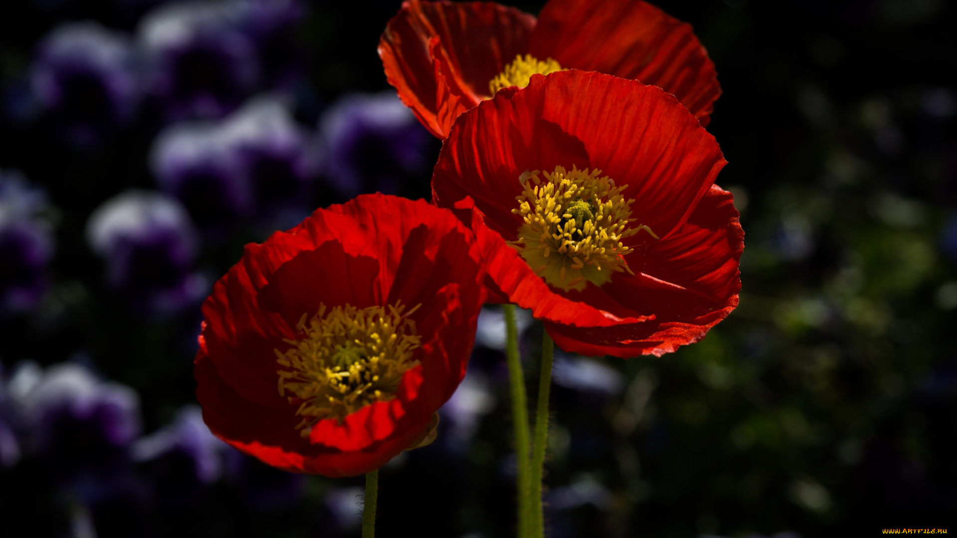 цветы, маки