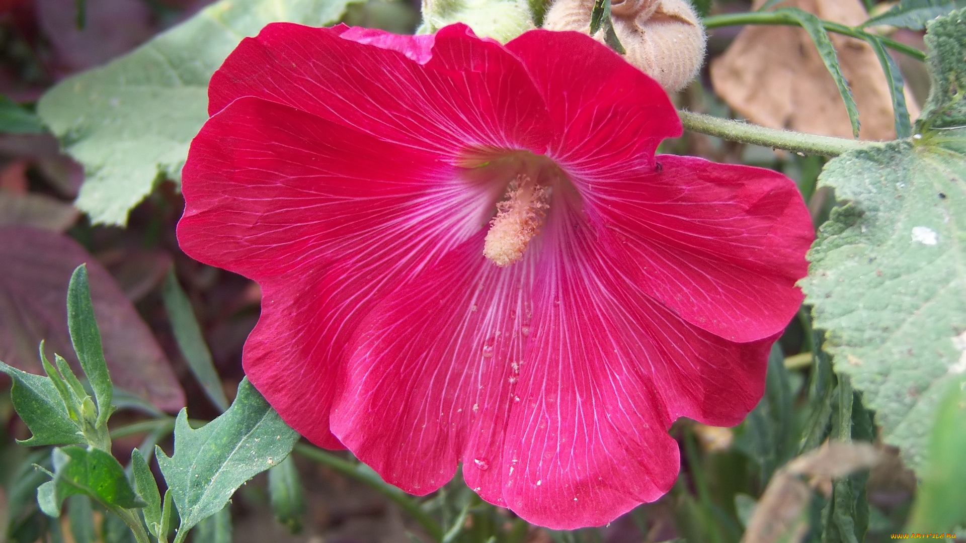 цветы, мальвы, мальва