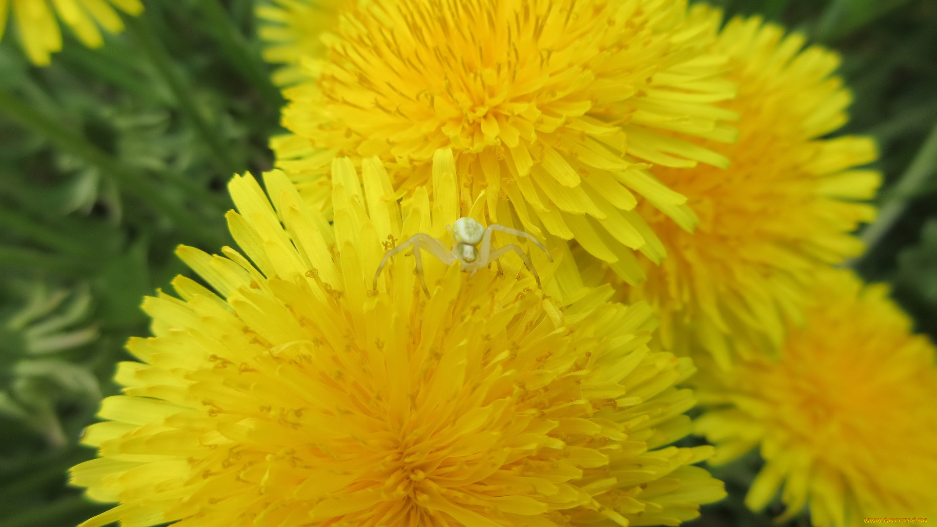 цветы, одуванчики, весна, 2018