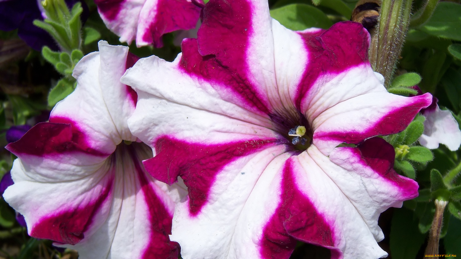 цветы, петунии, , калибрахоа, петуния