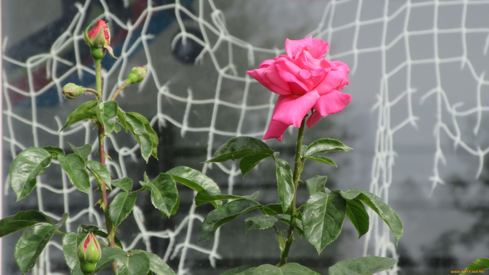 цветы, розы, лето, 2018