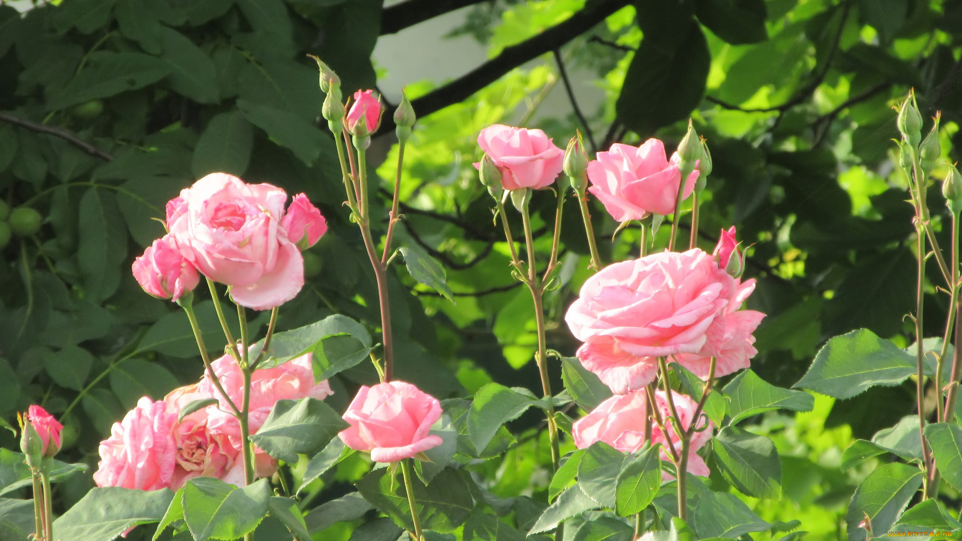 цветы, розы, лето, 2018