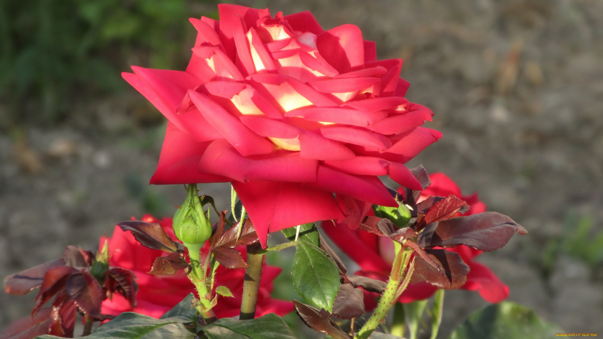 цветы, розы, лето, 2018