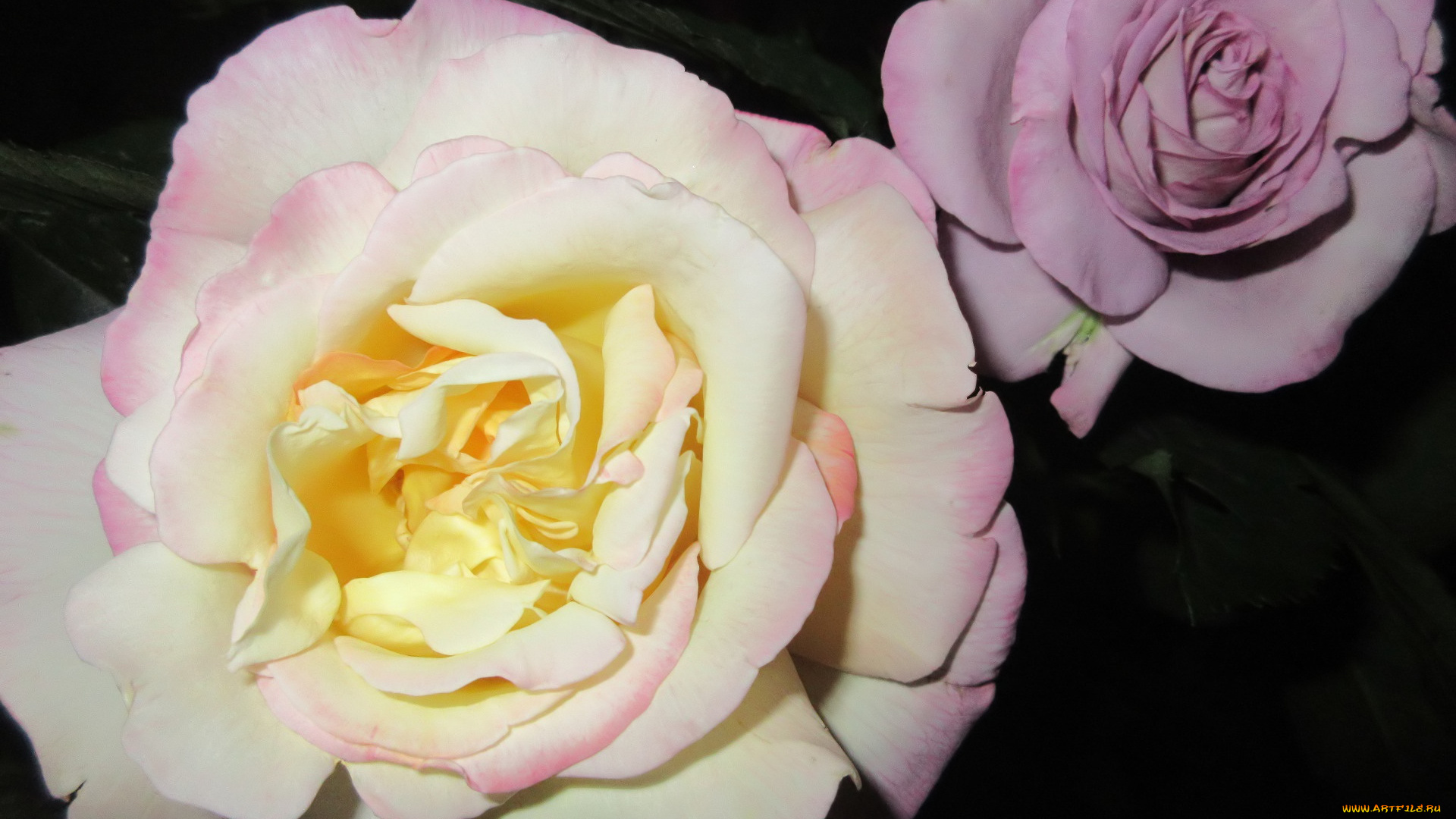 цветы, розы, лето, 2018