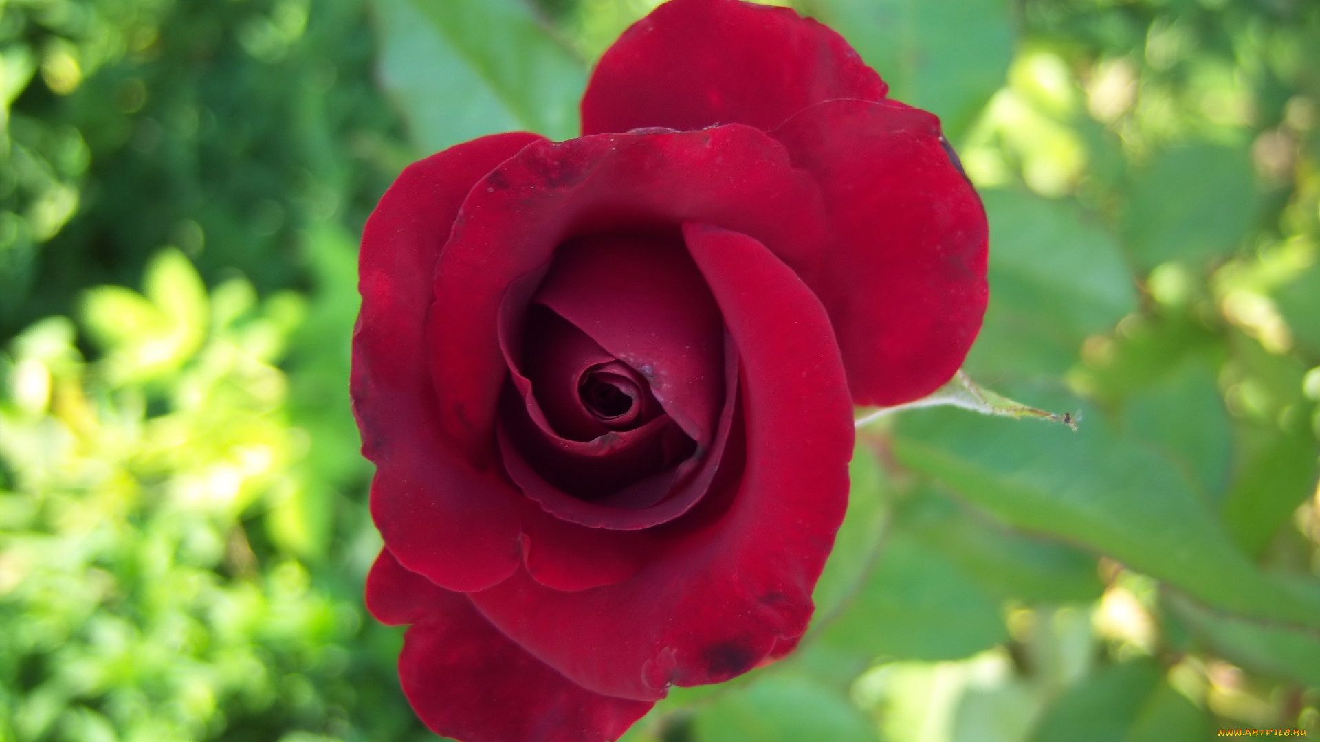 цветы, розы, роза