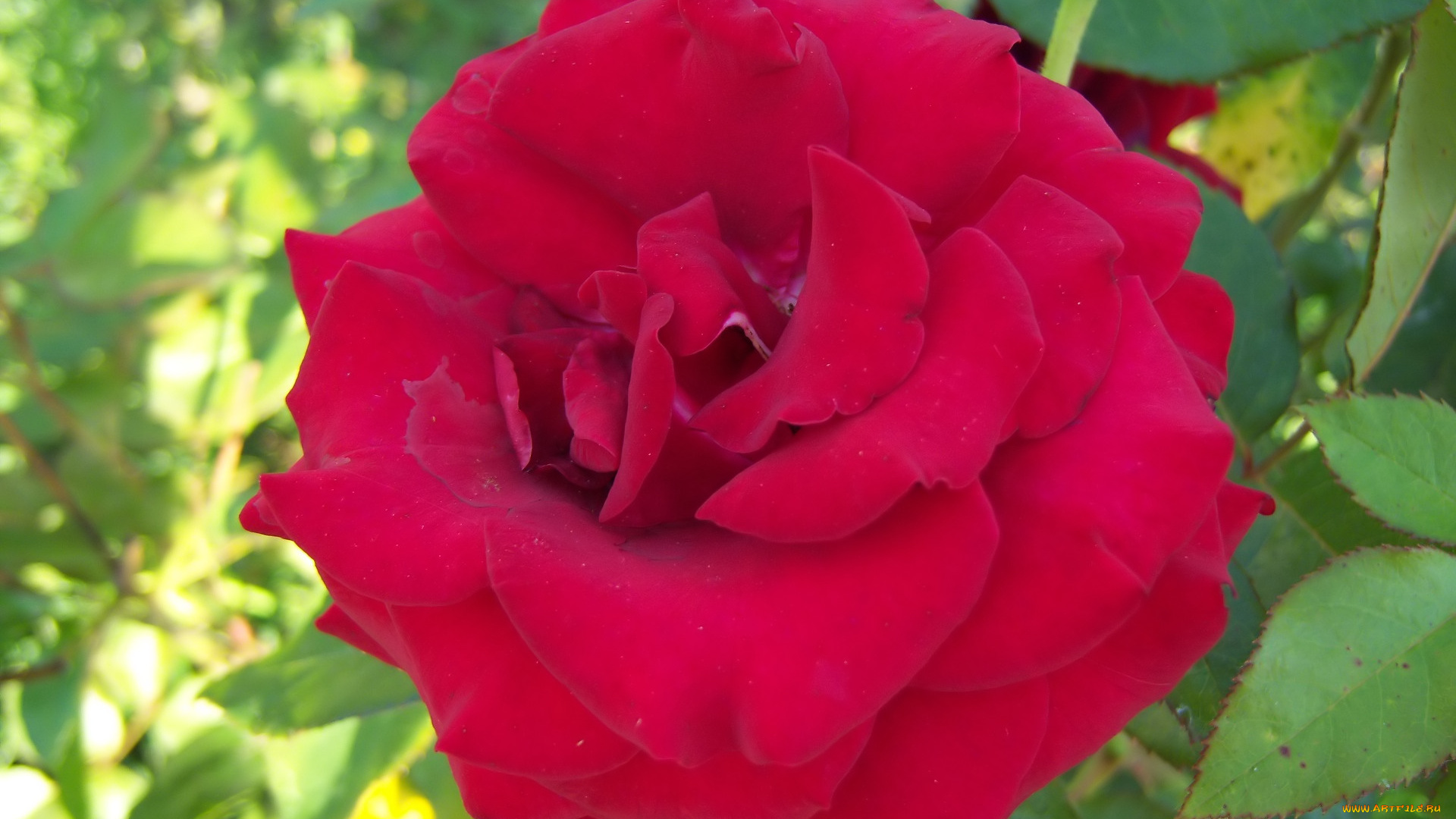 цветы, розы, роза