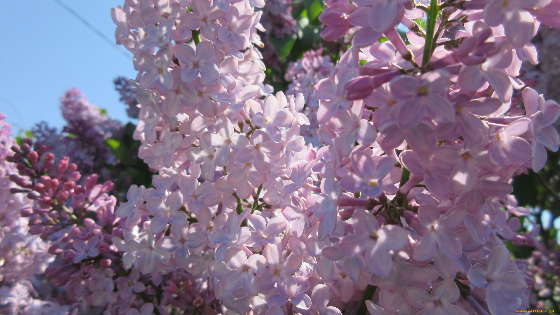 цветы, сирень, весна, 2018