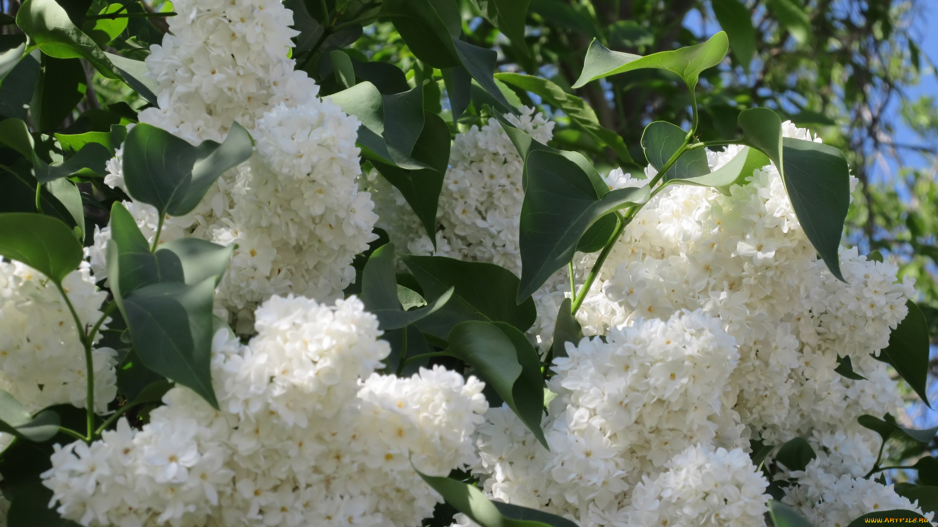 цветы, сирень, весна, 2018