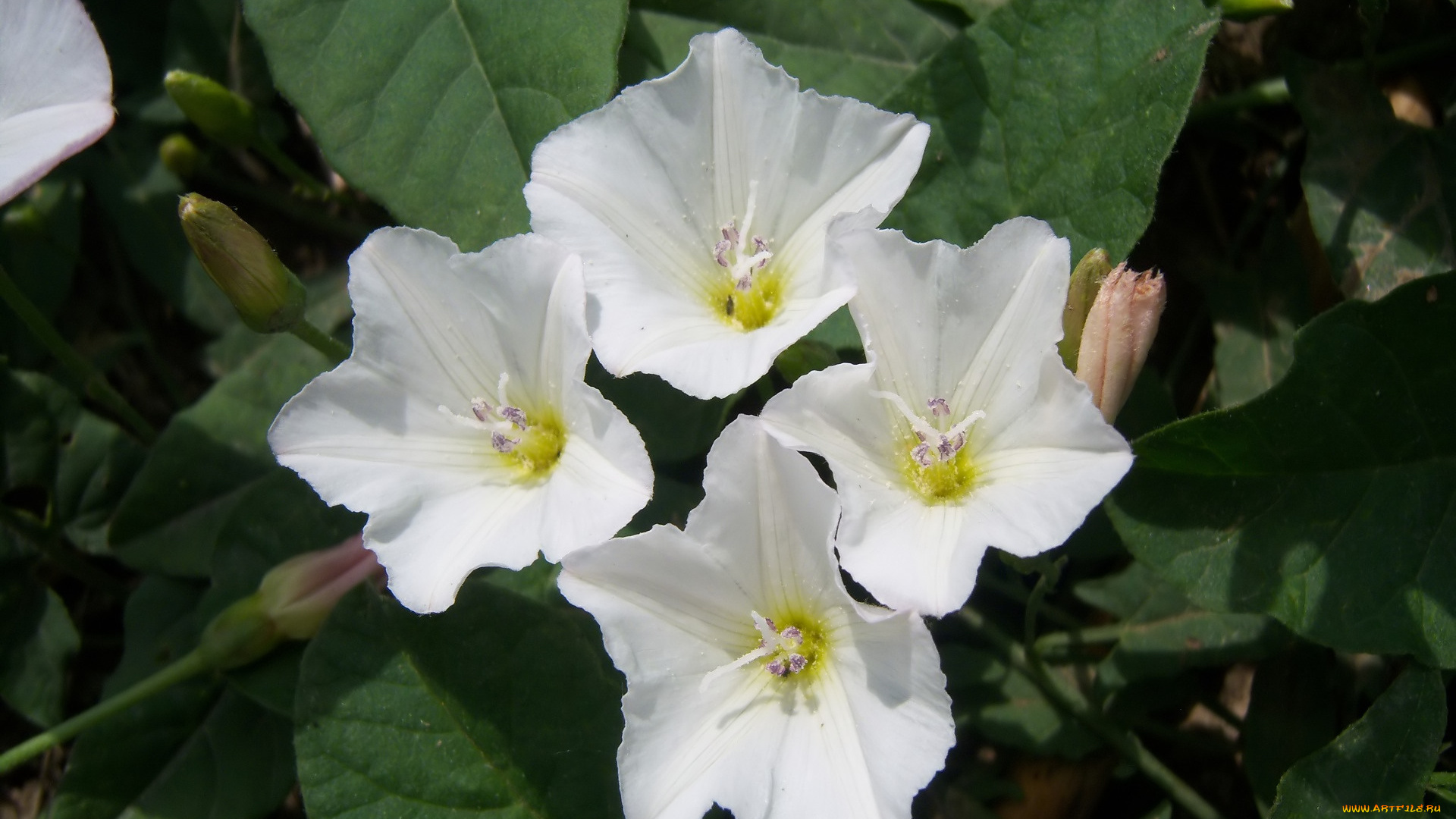 цветы, вьюнки, , ипомеи, берёзка