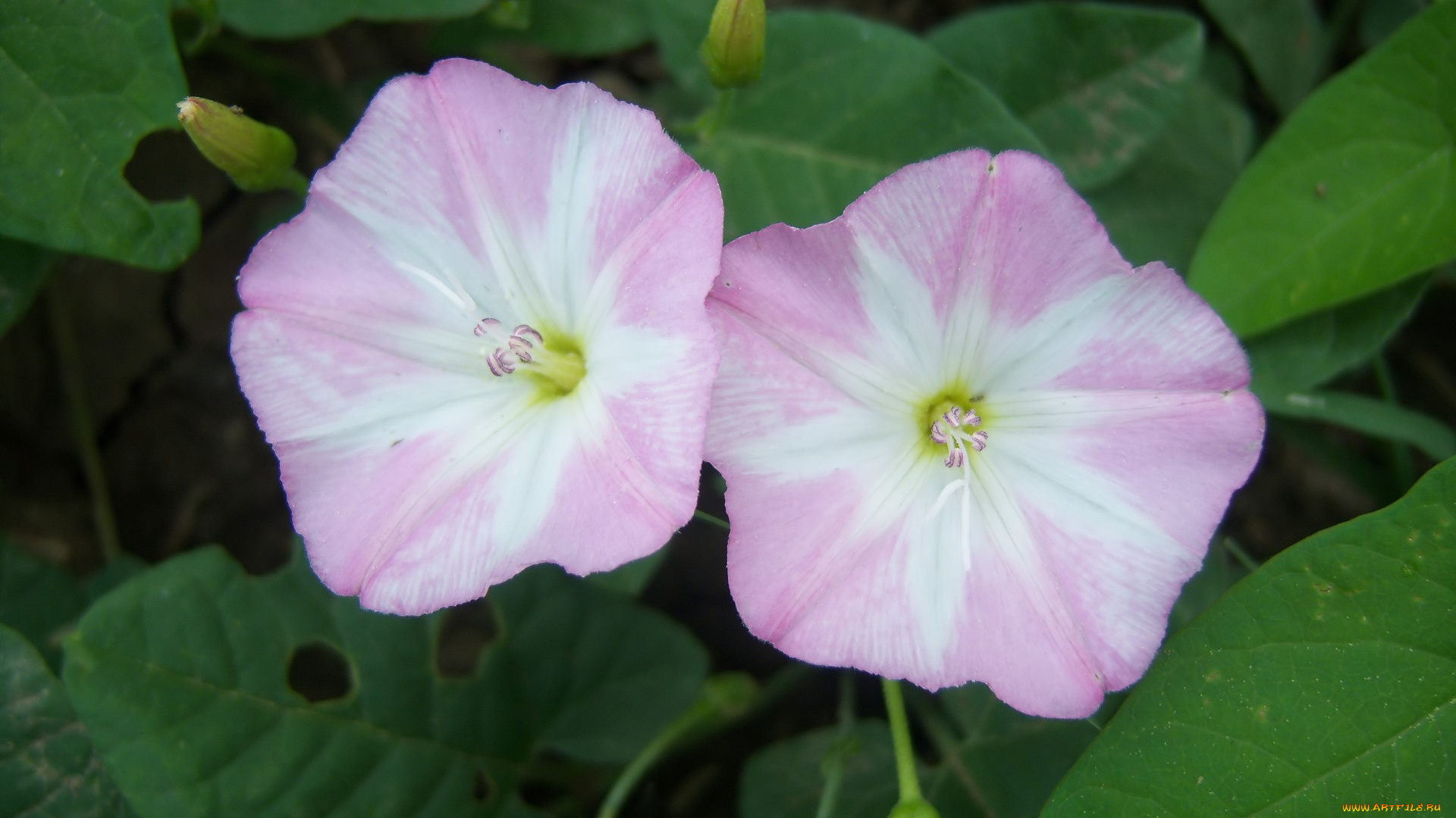 цветы, вьюнки, , ипомеи, берёзка