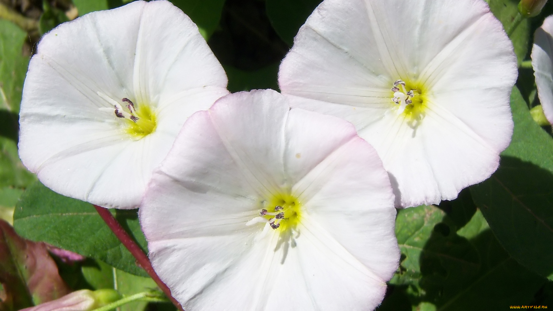 цветы, вьюнки, , ипомеи, берёзка