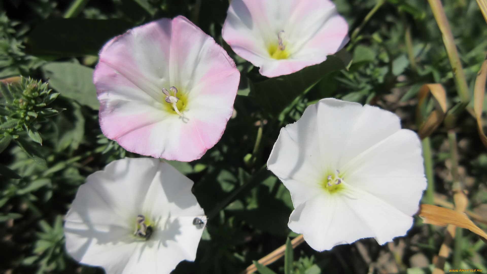 цветы, вьюнки, , ипомеи, лето, 2018