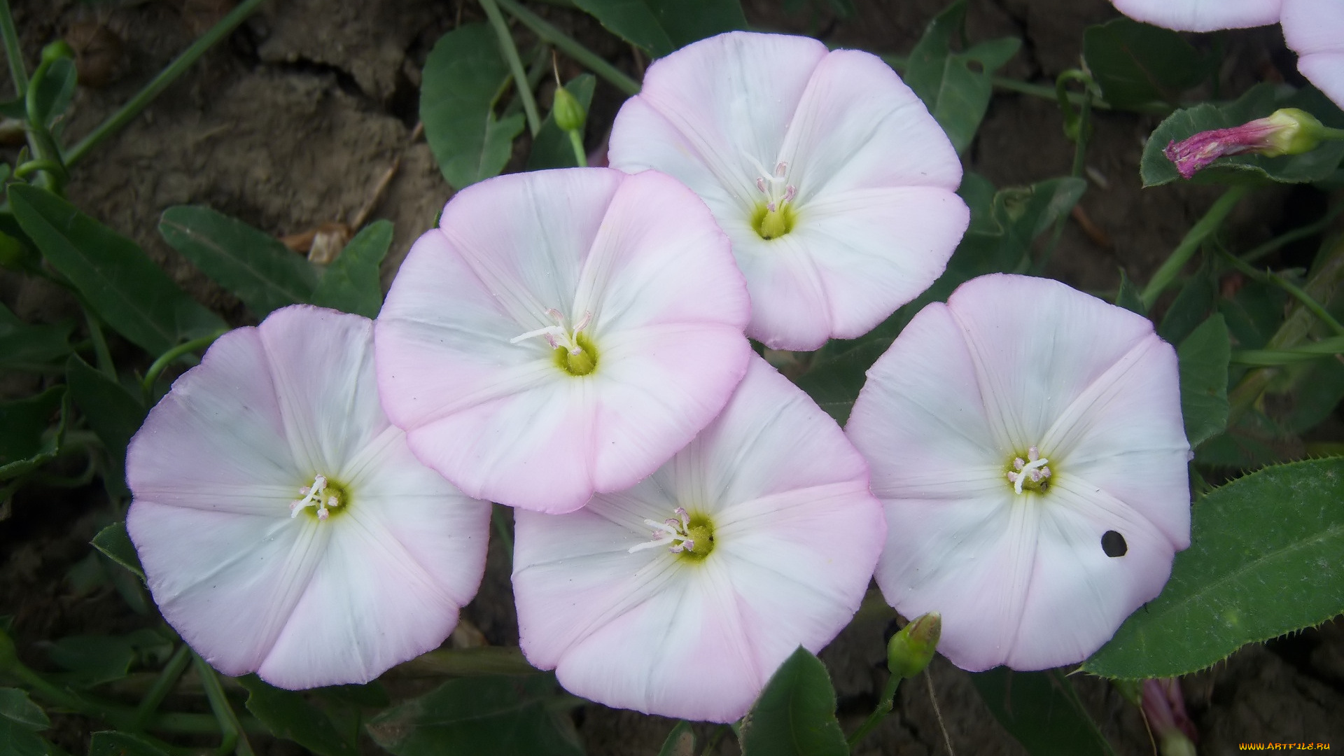 цветы, вьюнки, , ипомеи, вьюнок