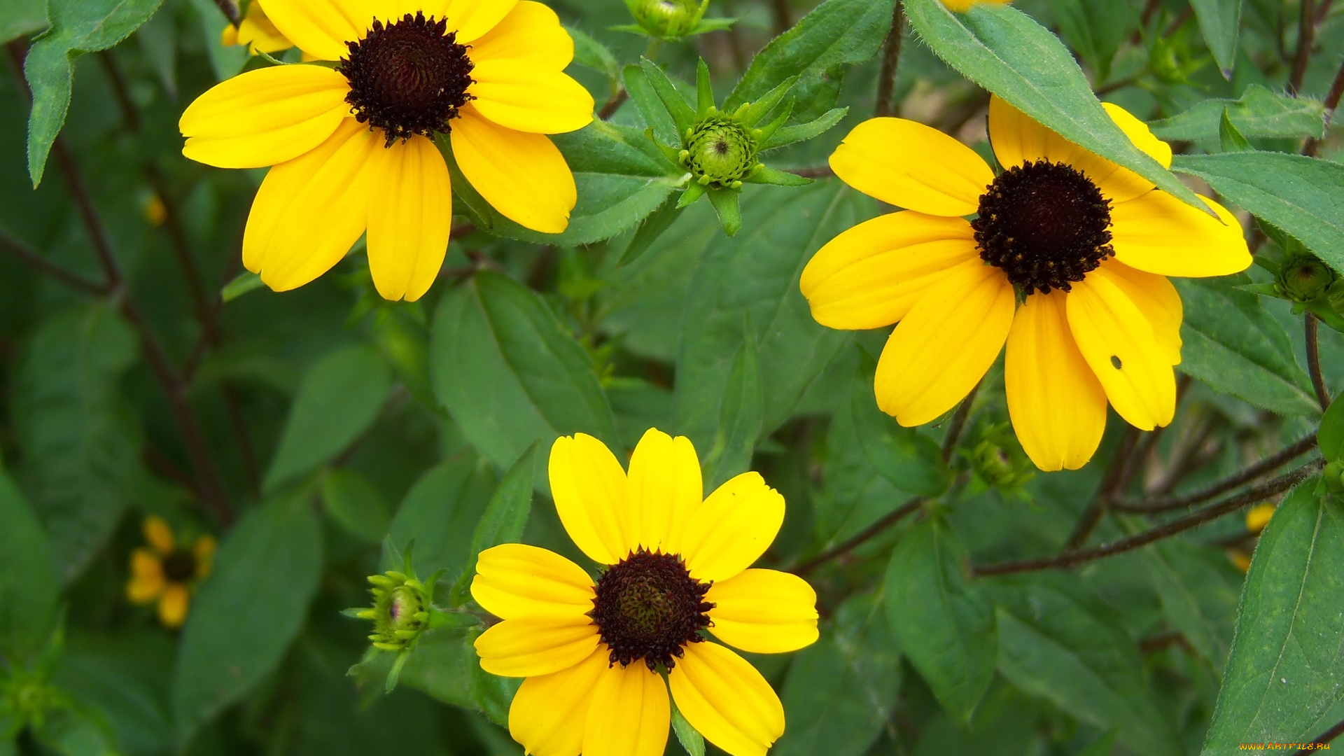 цветы, жёлтые