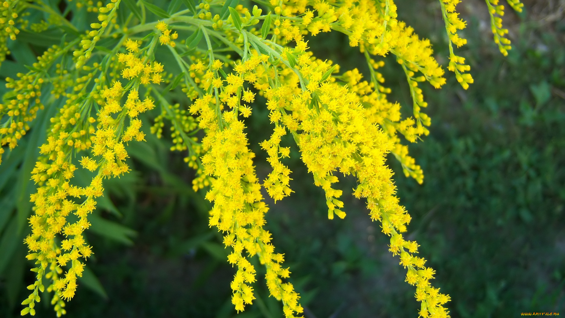 цветы, жёлтые