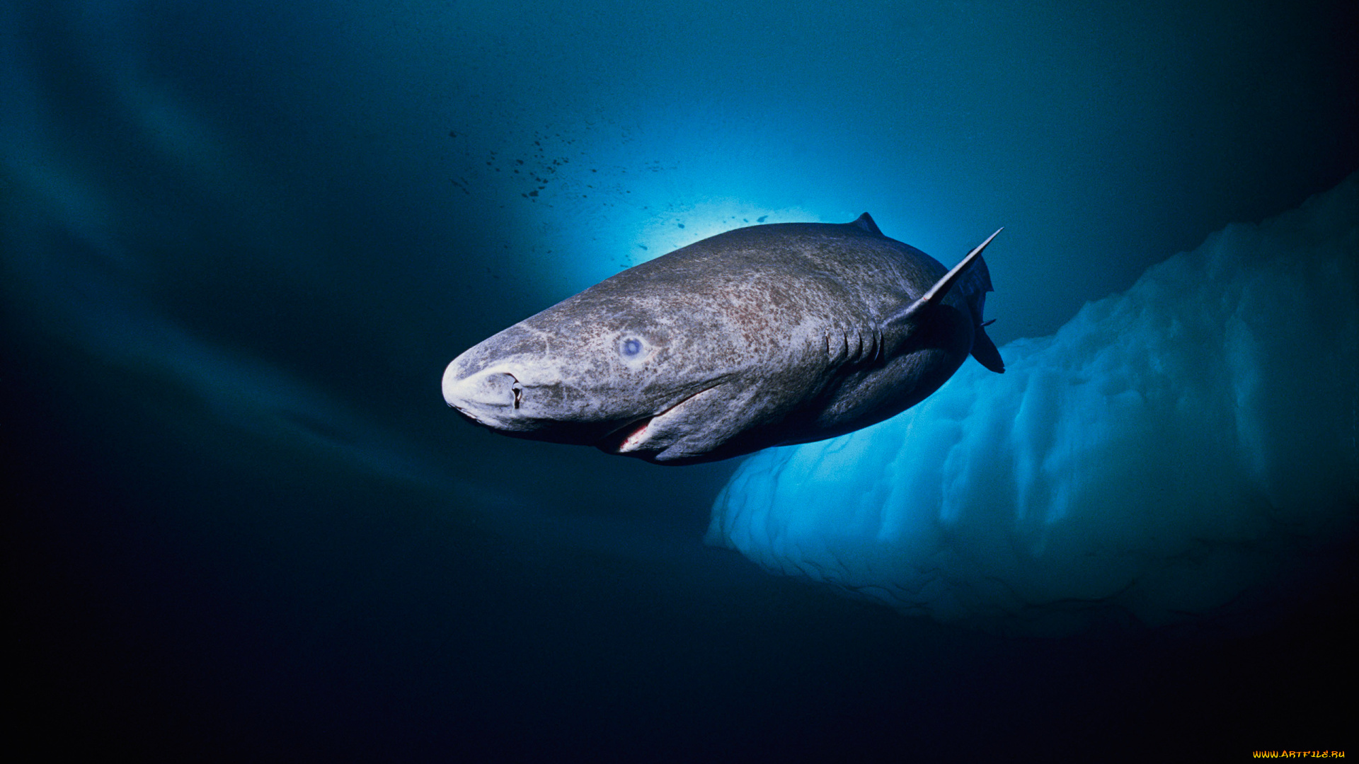 greenland, shark, животные, акулы, greenland, shark, акула, хищник, рыба, вода, глубина, океан