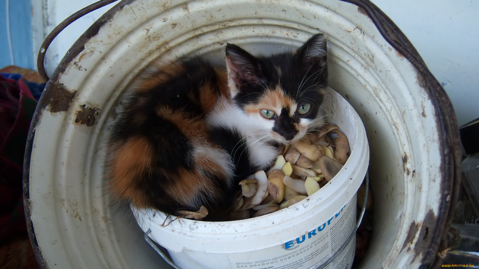 животные, коты, киса