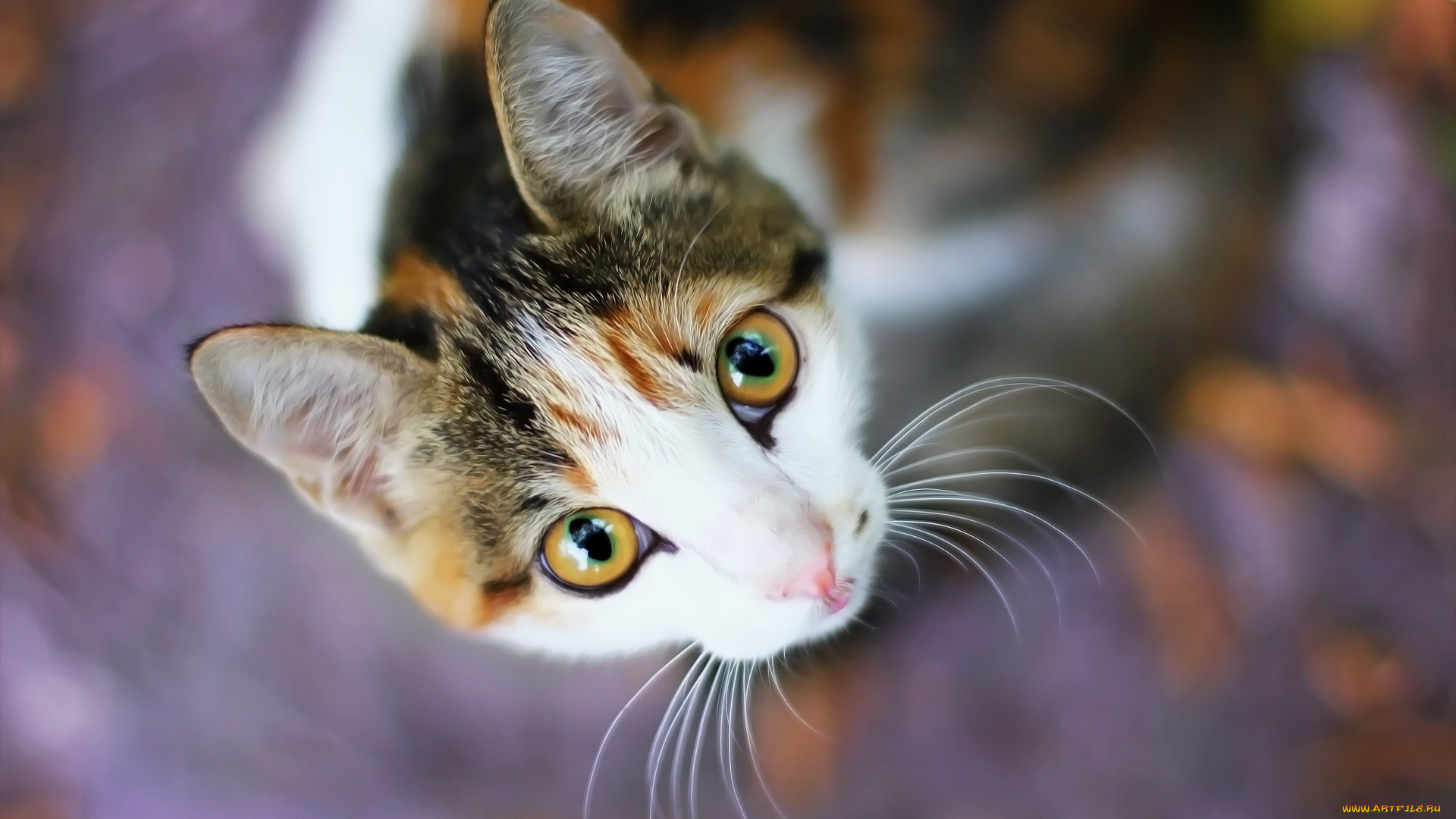 животные, коты, кошка, взгляд, фон