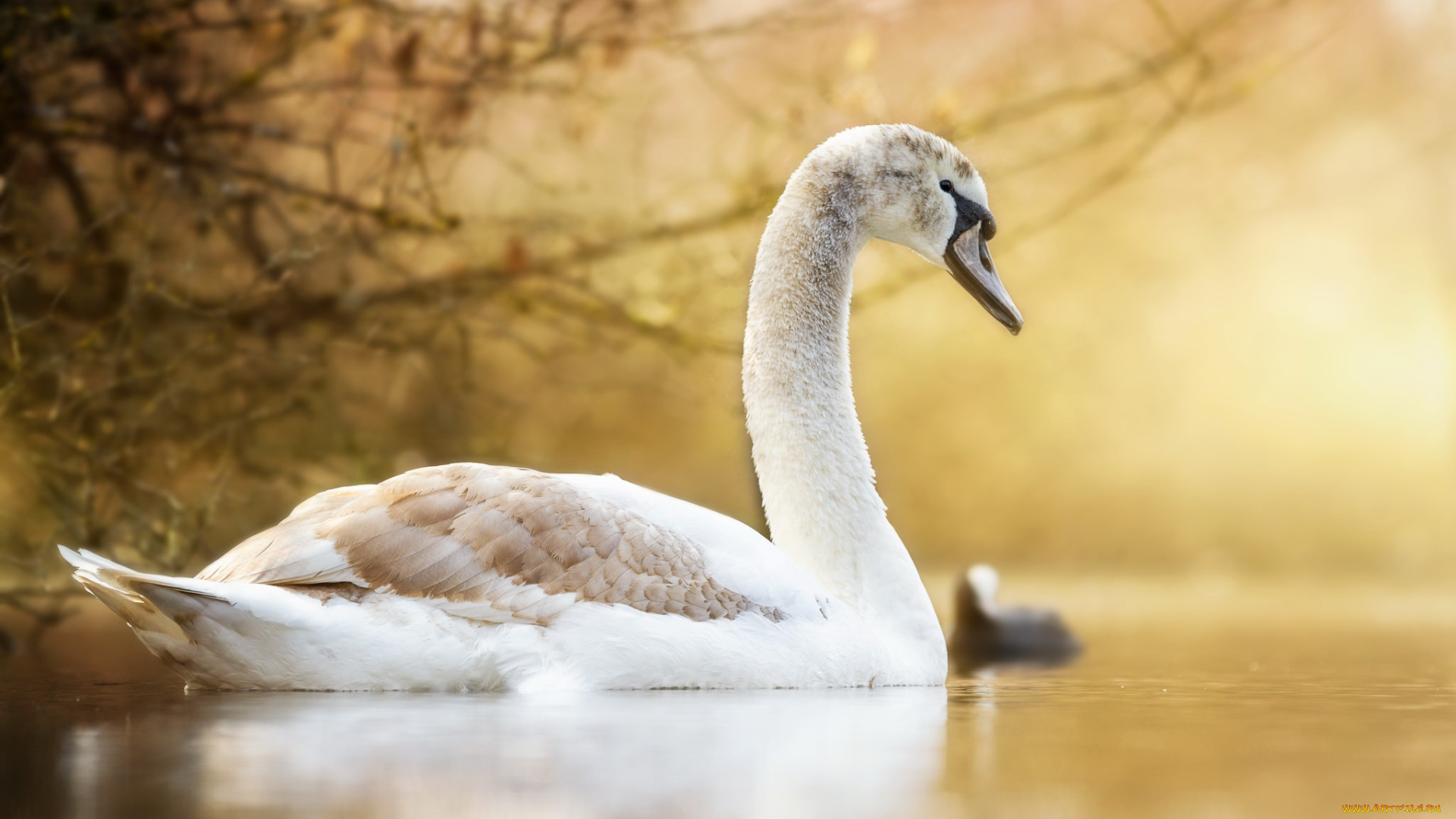 животные, лебеди, лебедь, озеро, природа