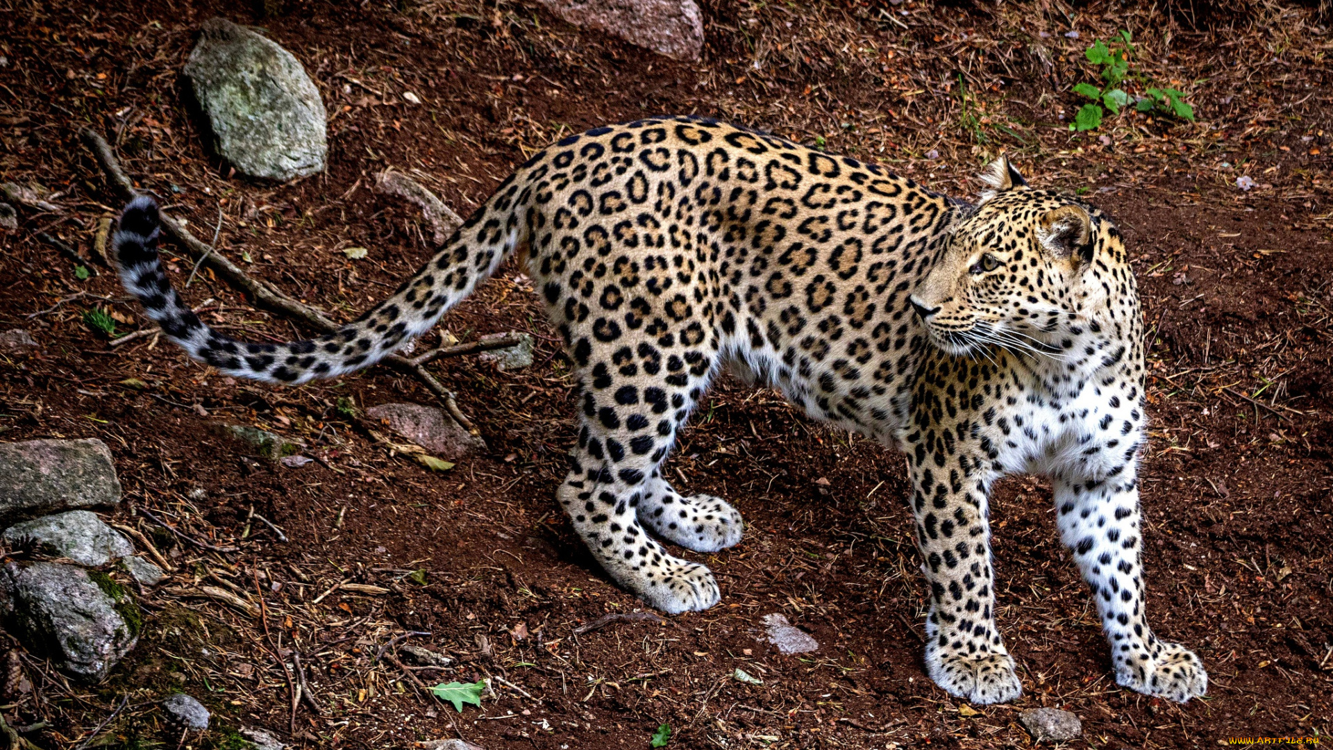 животные, леопарды, animal, леопард, хищник