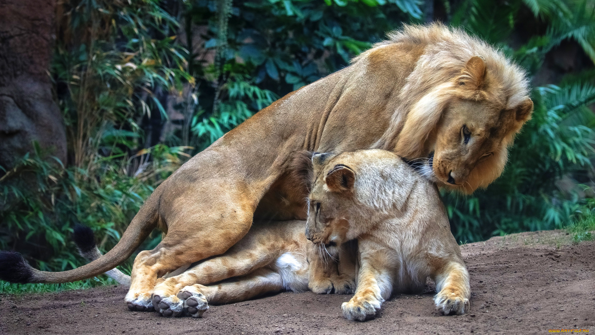 животные, львы, нежная, любовь, секс, позиция, лежа, два, льва, способ, две, кошки, спаривание, совокупление, львица, дикие, лежит, влюбленные, взгляд, пара, лев, растения, природа, поза, листья