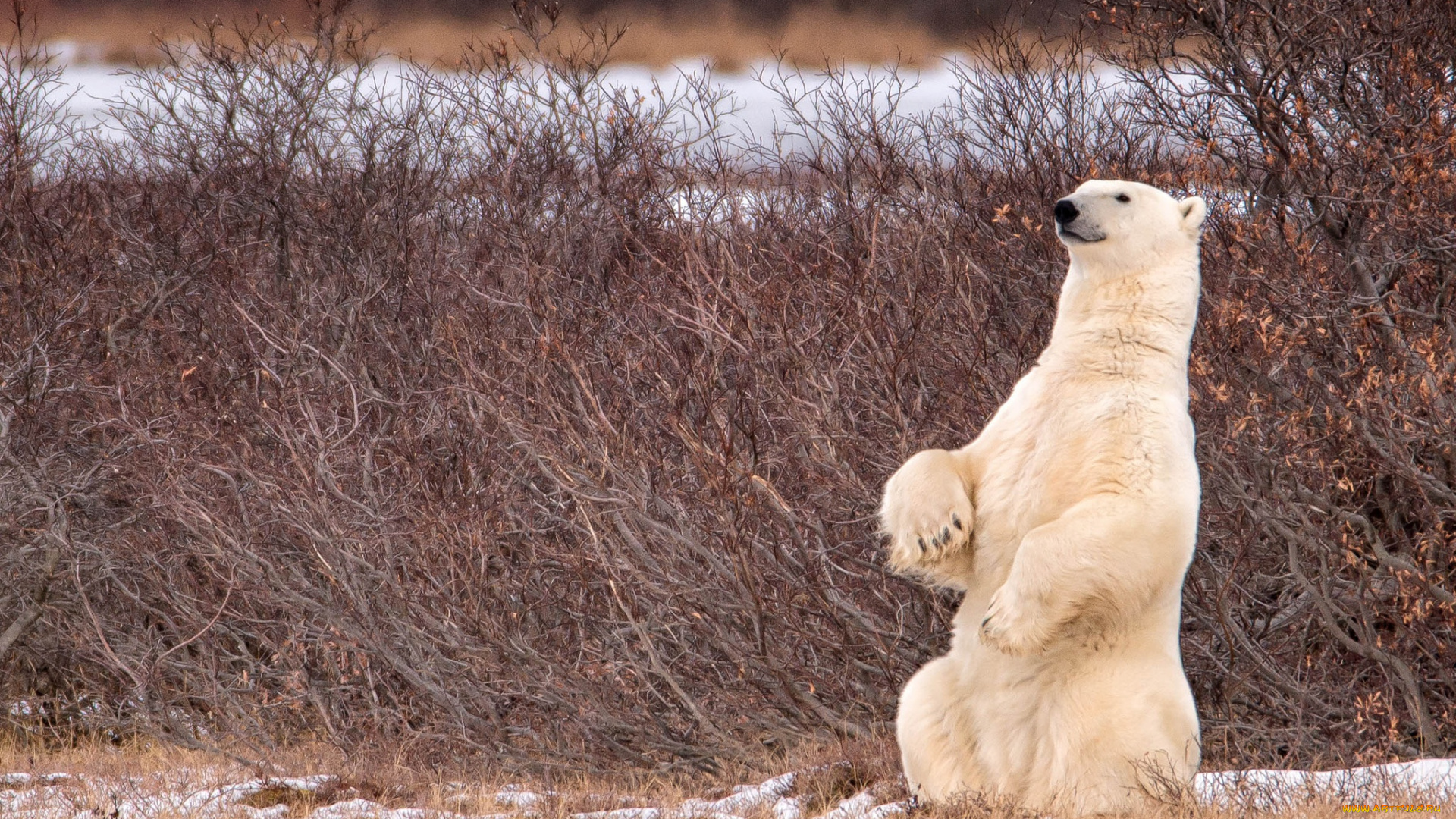 животные, медведи, медведь, канада, canada, белый, кусты, стойка, полярный, manitoba, манитоба