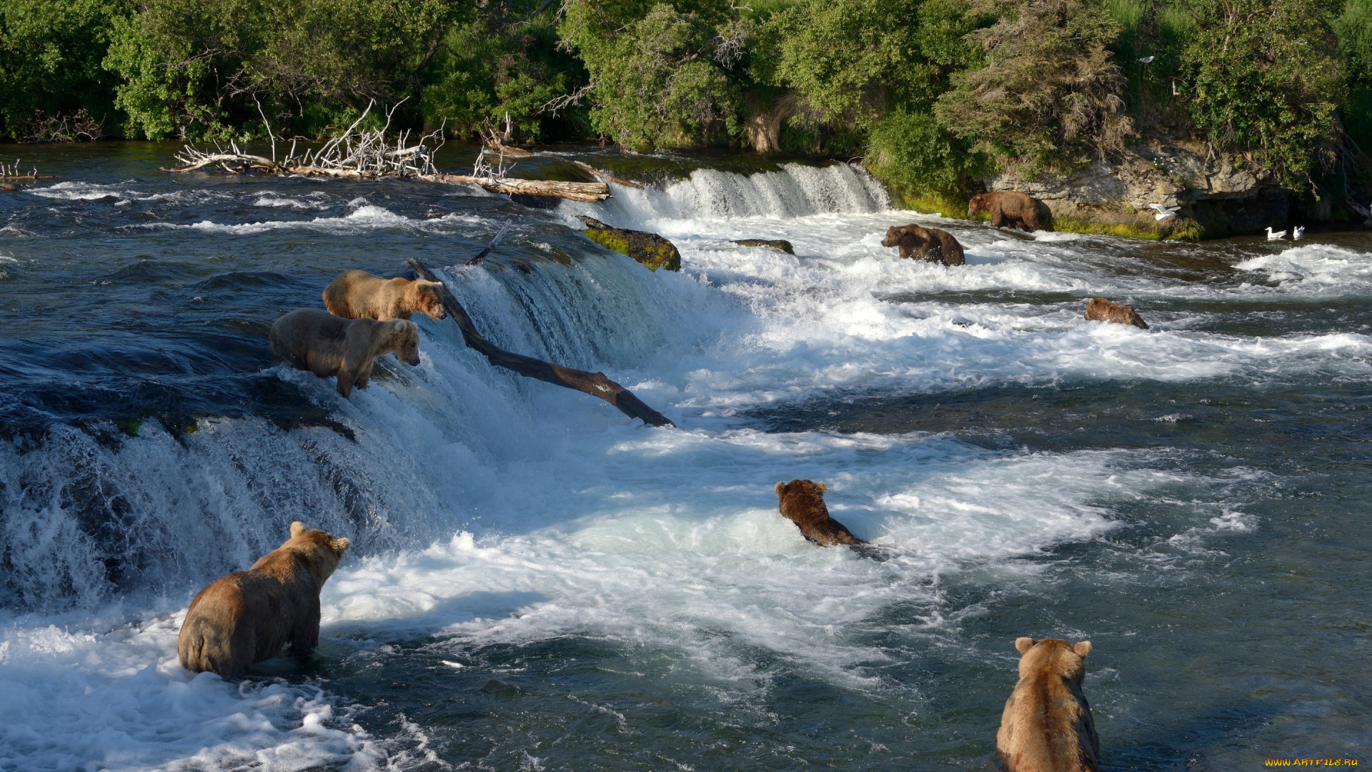 животные, медведи, река, водопад, брукс, brooks, river, национальный, парк, катмай, katmai, national, park, alaska, аляска, рыбалка, falls, купание