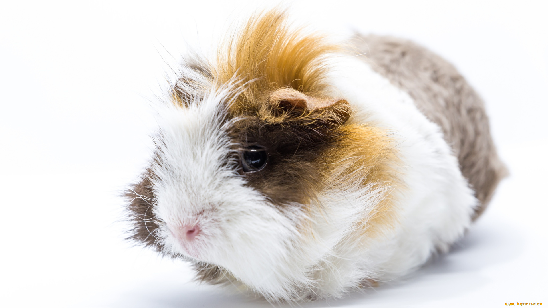 животные, морские, свинки, , хомяки, лохматый, морская, свинка, шерсть