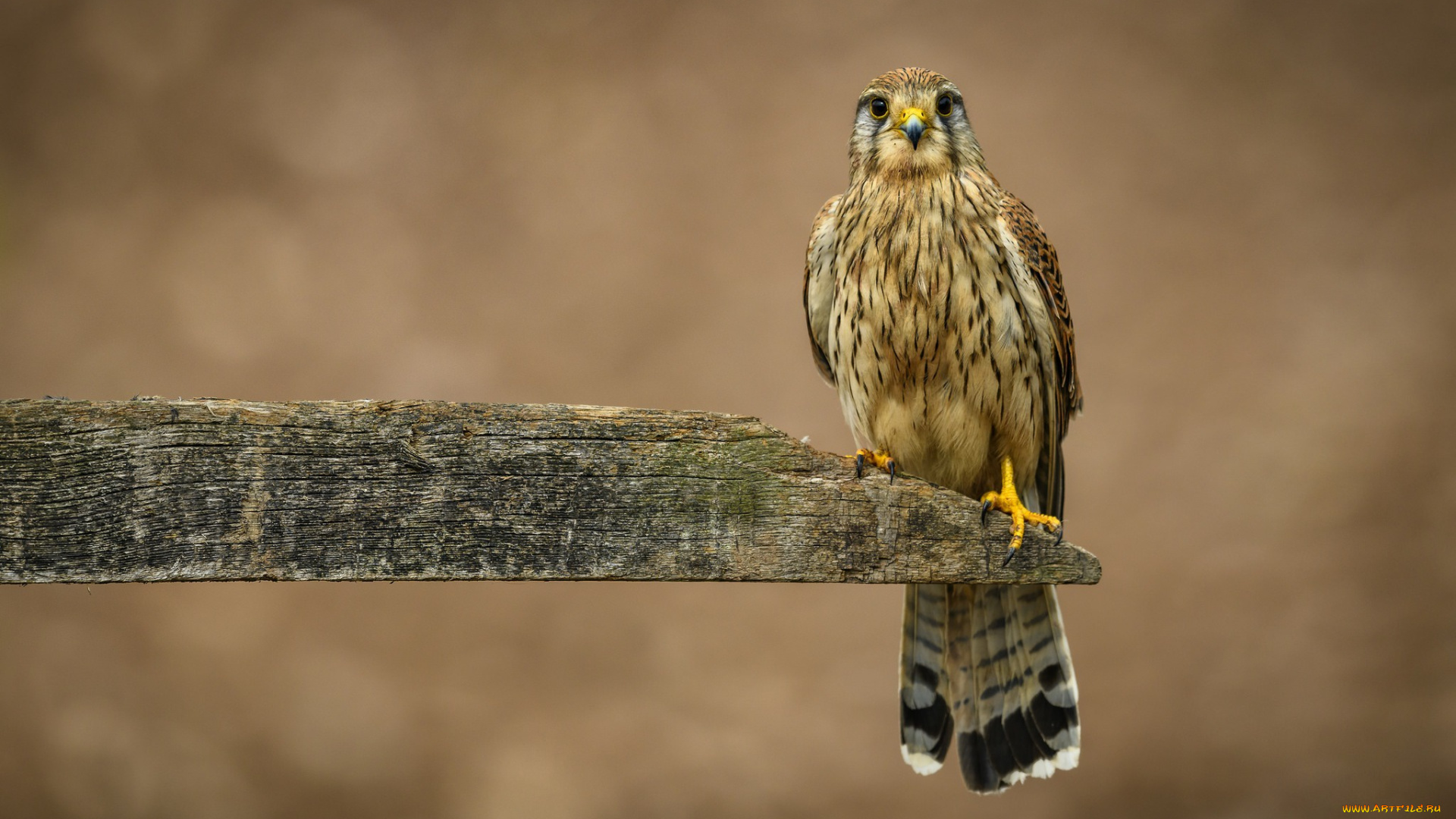 животные, птицы, -, хищники, пустельга, доска, птицы