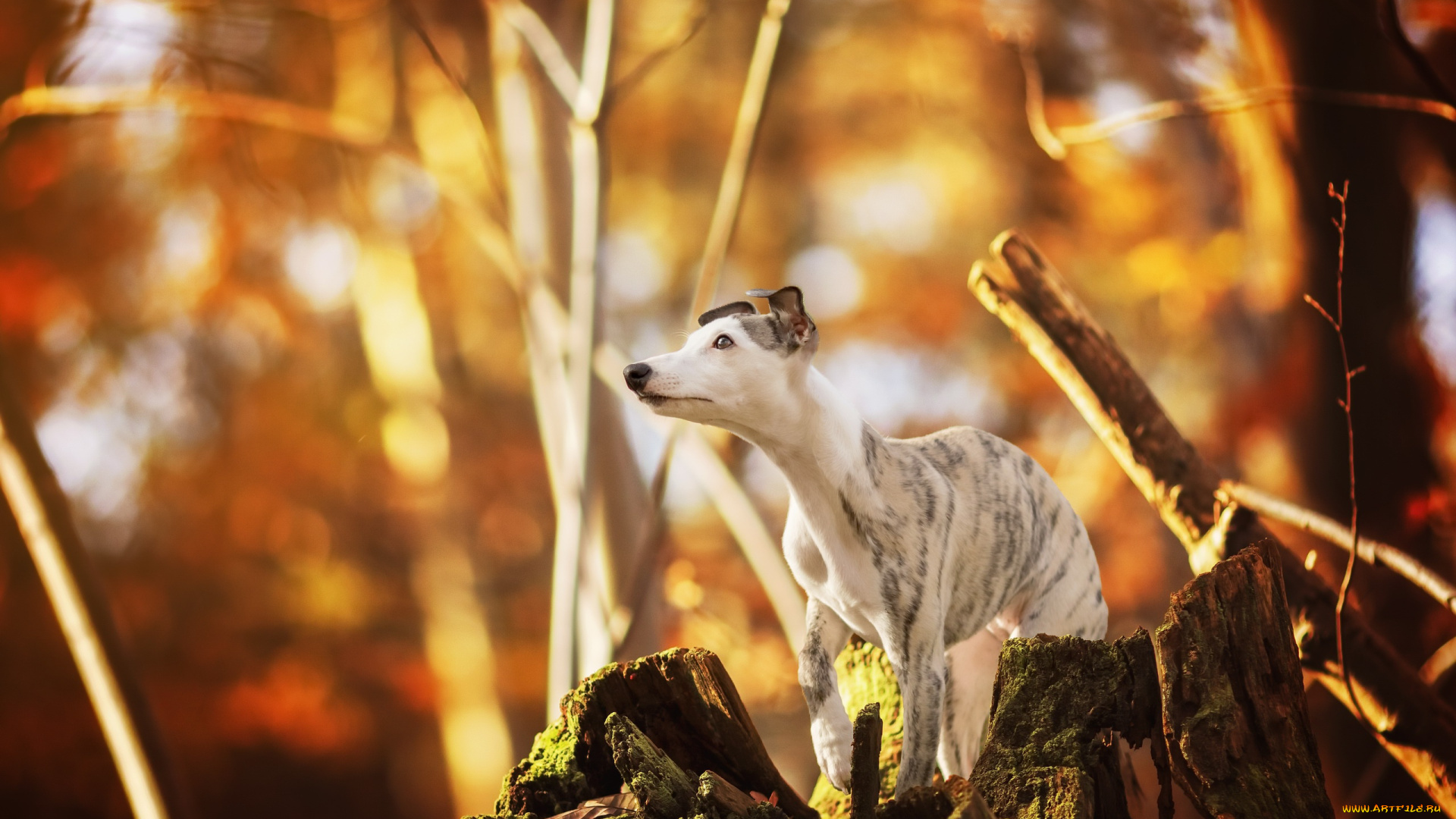 животные, собаки, осень, друг, собака