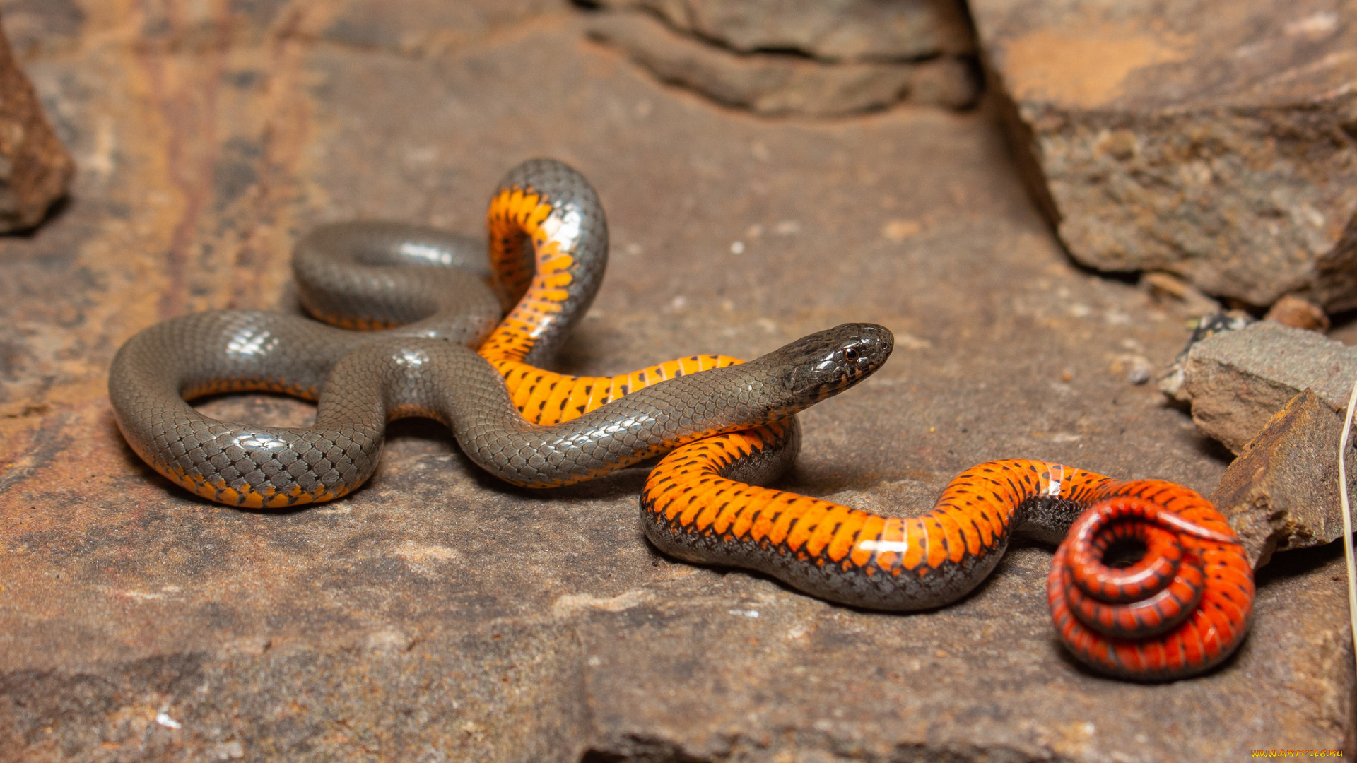 животные, змеи, , питоны, , кобры, змея