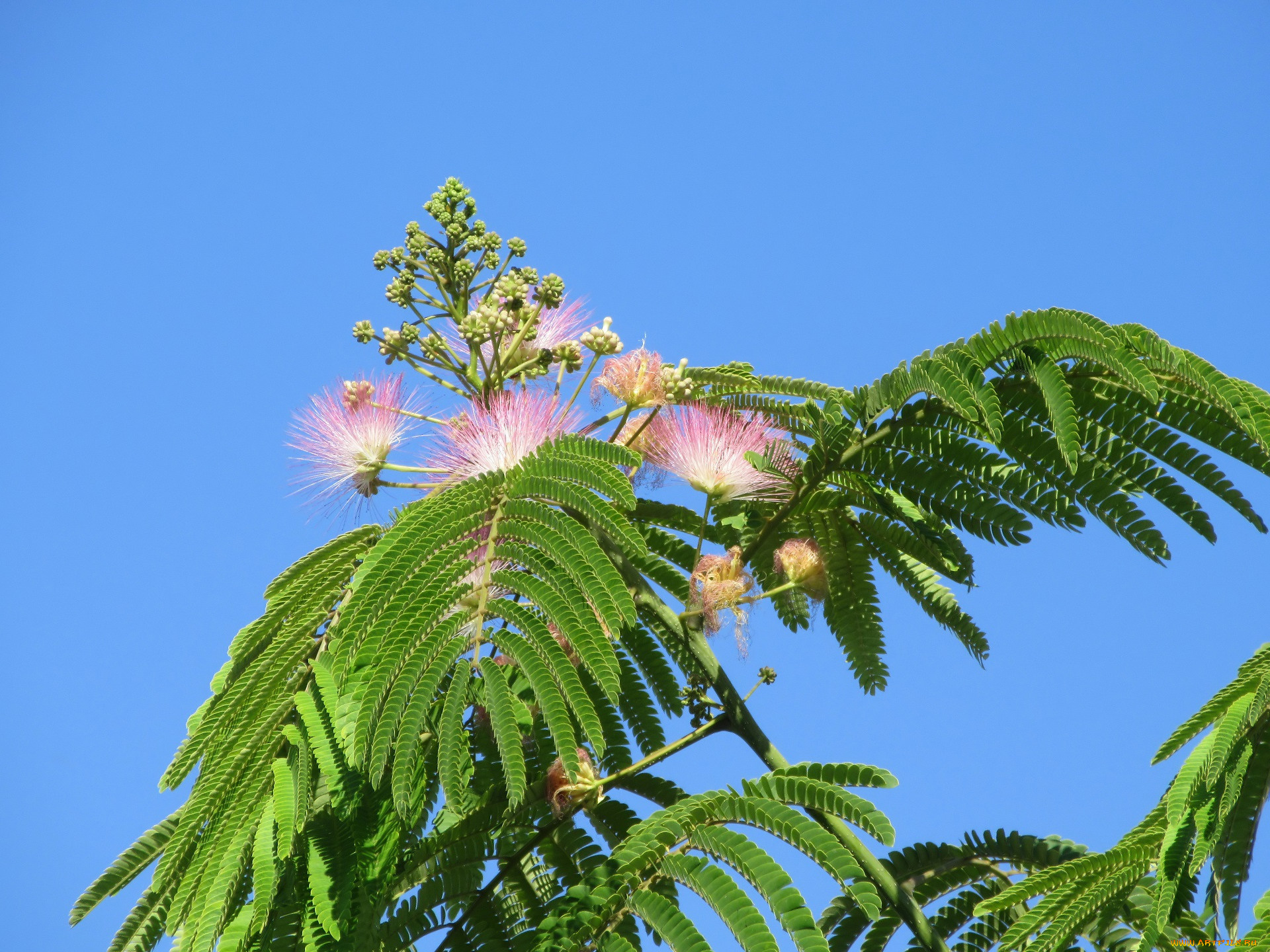цветы, акация, лето, 2018