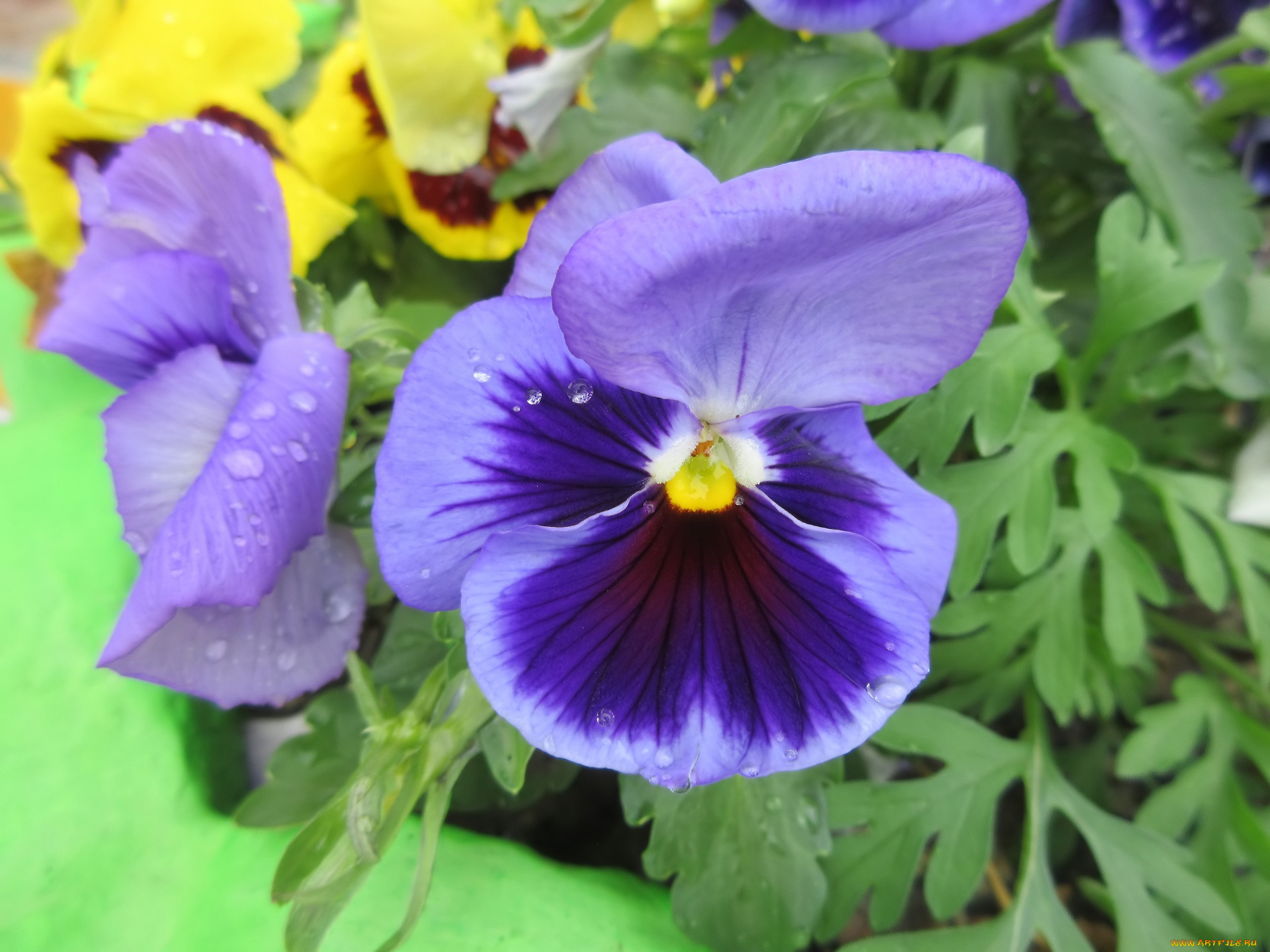 цветы, анютины, глазки, , садовые, фиалки, весна, 2018