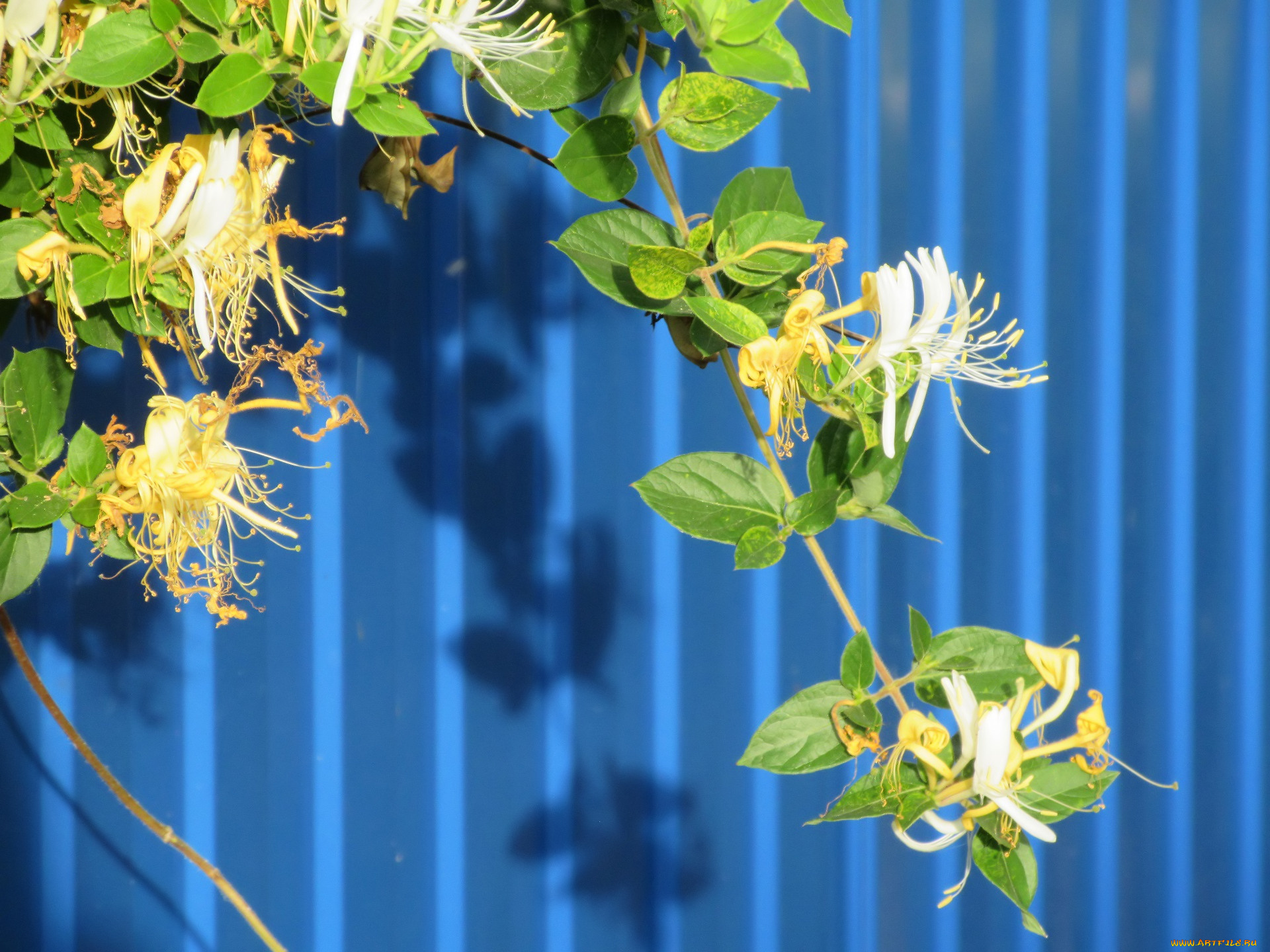 цветы, цветущие, деревья, , , кустарники, лето, 2018