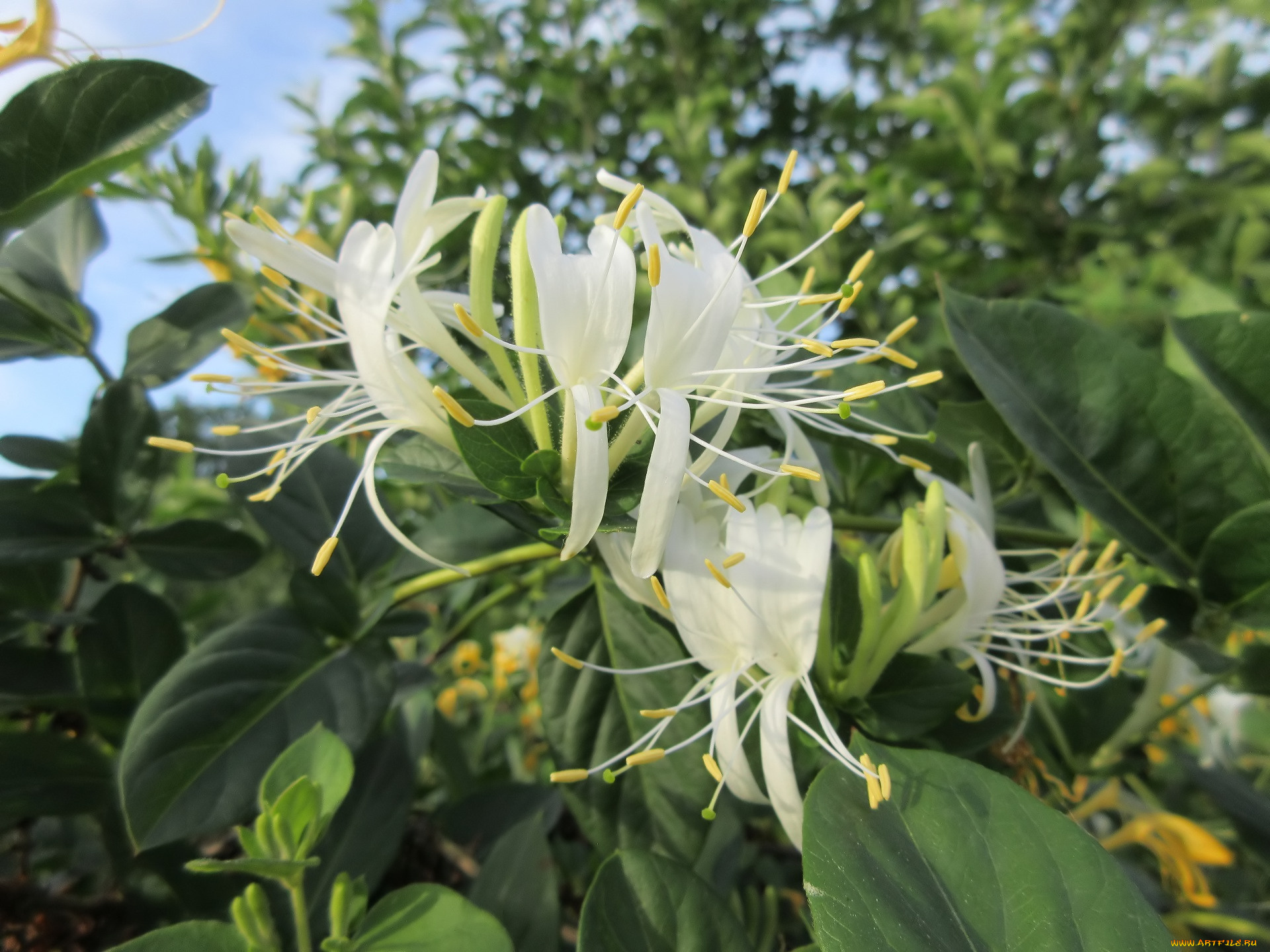 цветы, цветущие, деревья, , , кустарники, лето, 2018