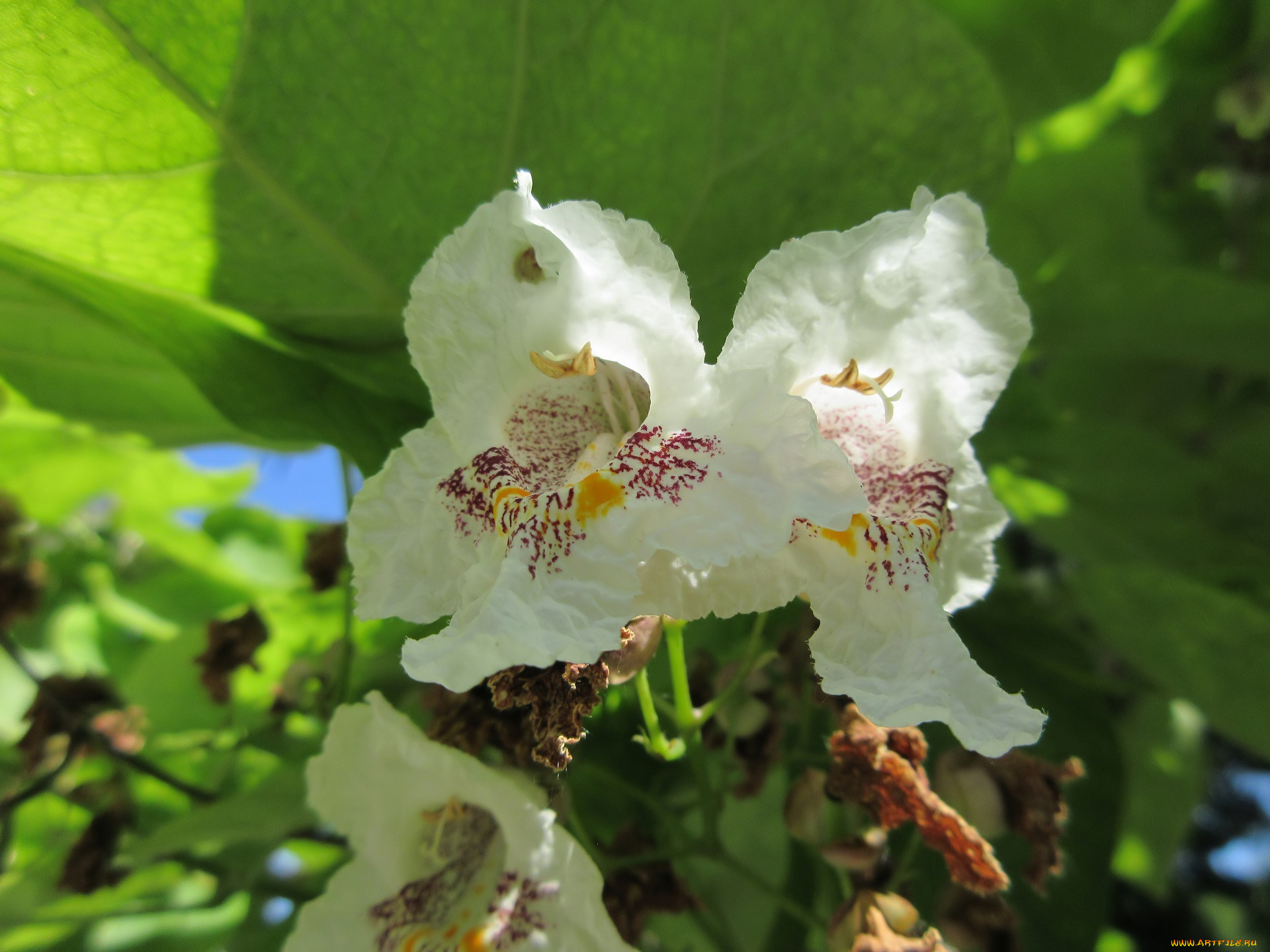 цветы, цветущие, деревья, , , кустарники, лето, 2018