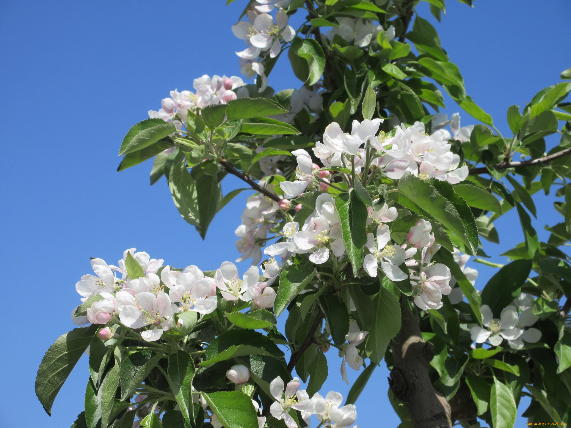 цветы, цветущие, деревья, , , кустарники, весна, 2018