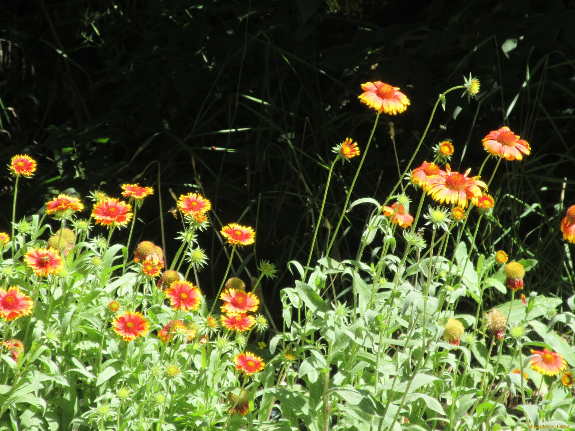 цветы, лето, 2018