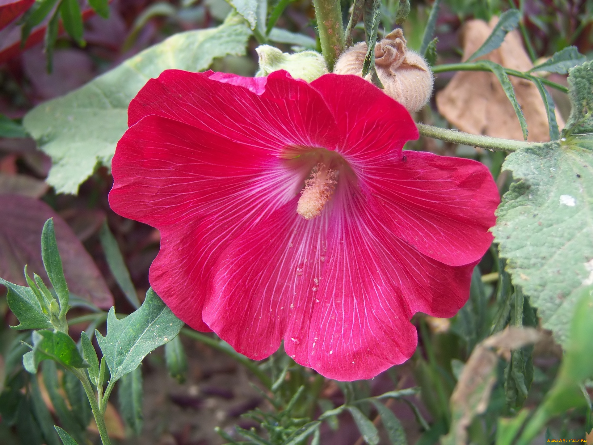 цветы, мальвы, мальва