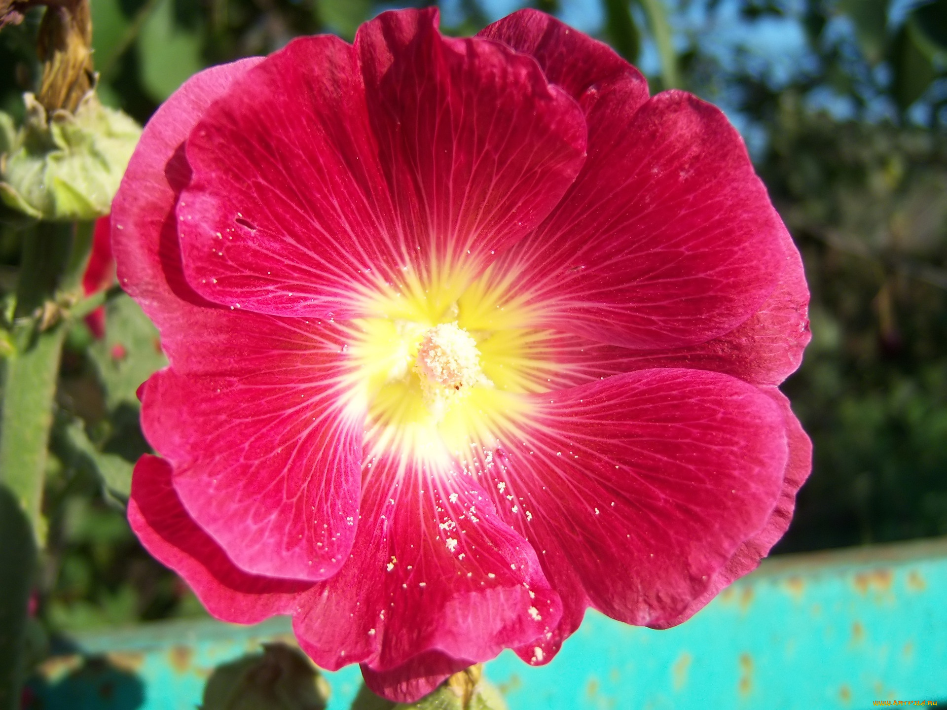 цветы, мальвы, мальва