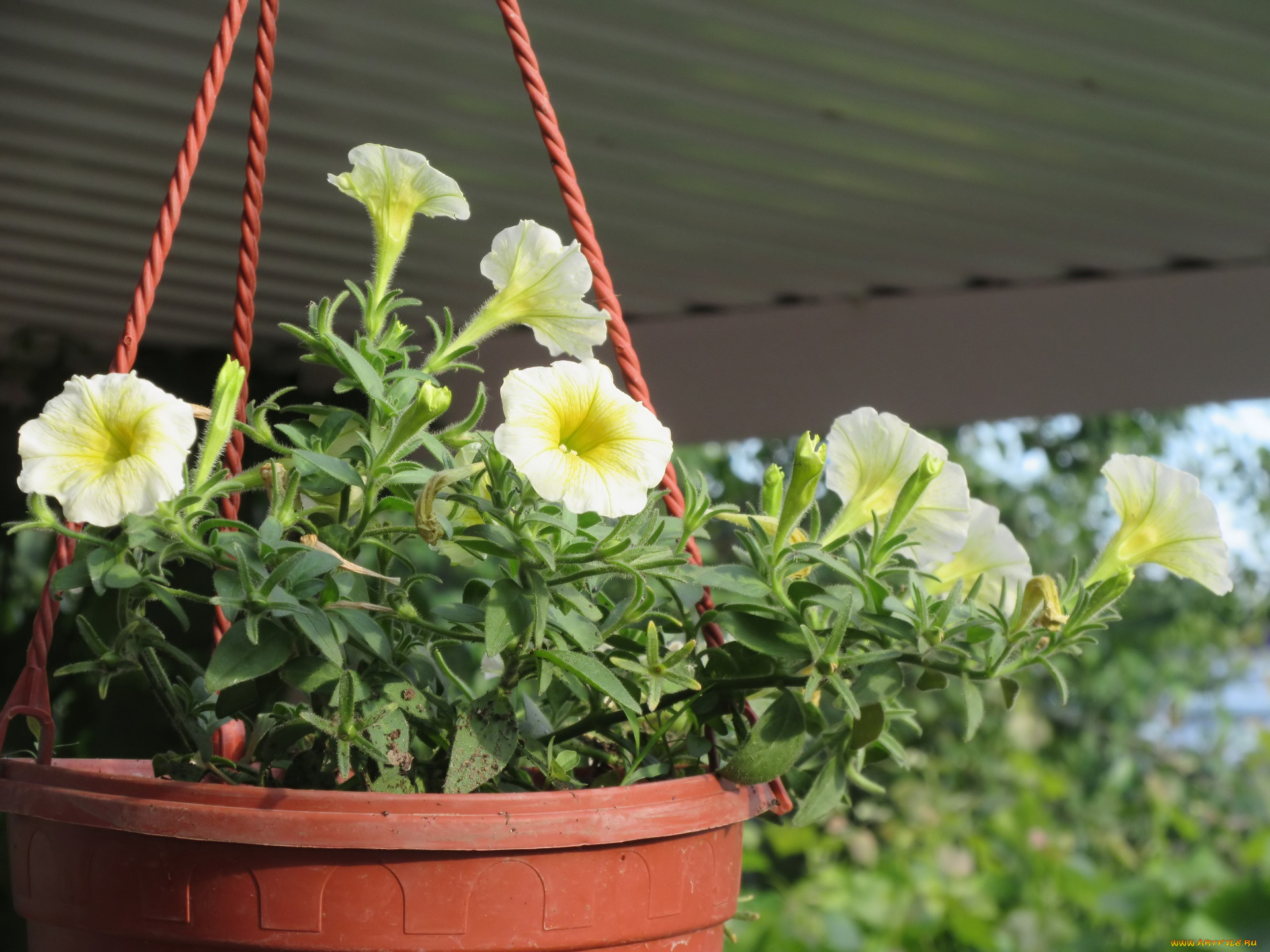 цветы, петунии, , калибрахоа, лето, 2018