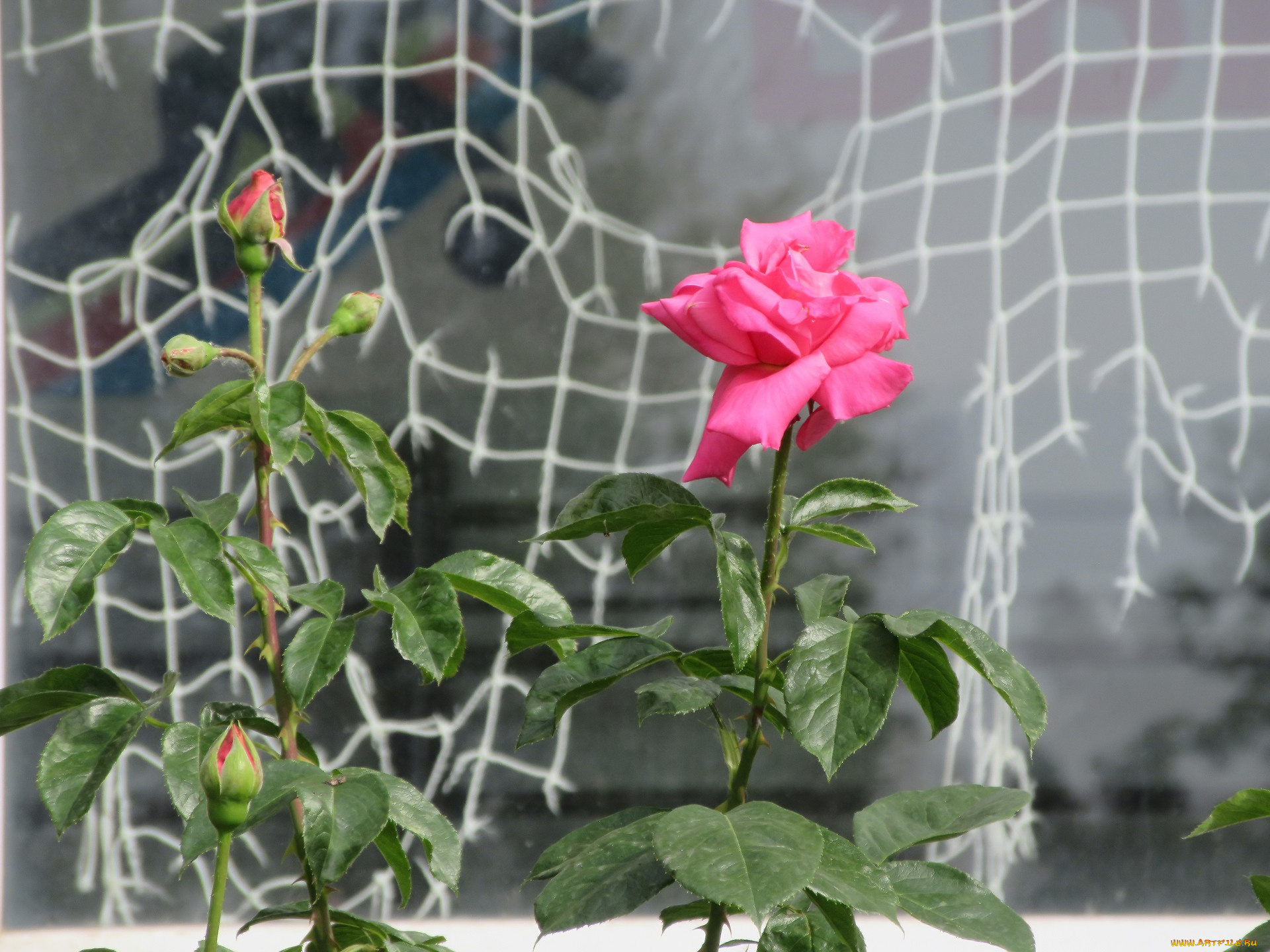 цветы, розы, лето, 2018