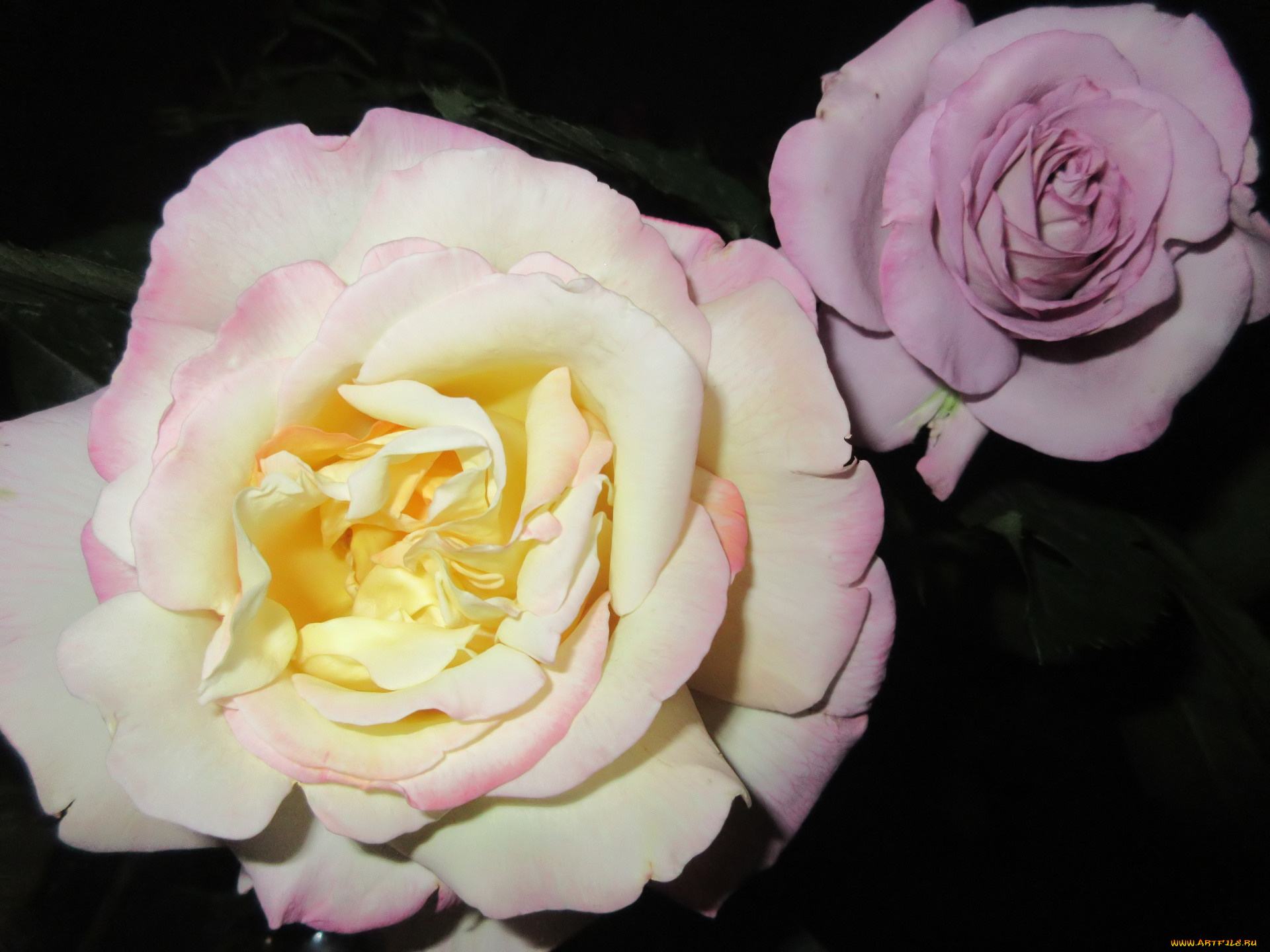 цветы, розы, лето, 2018